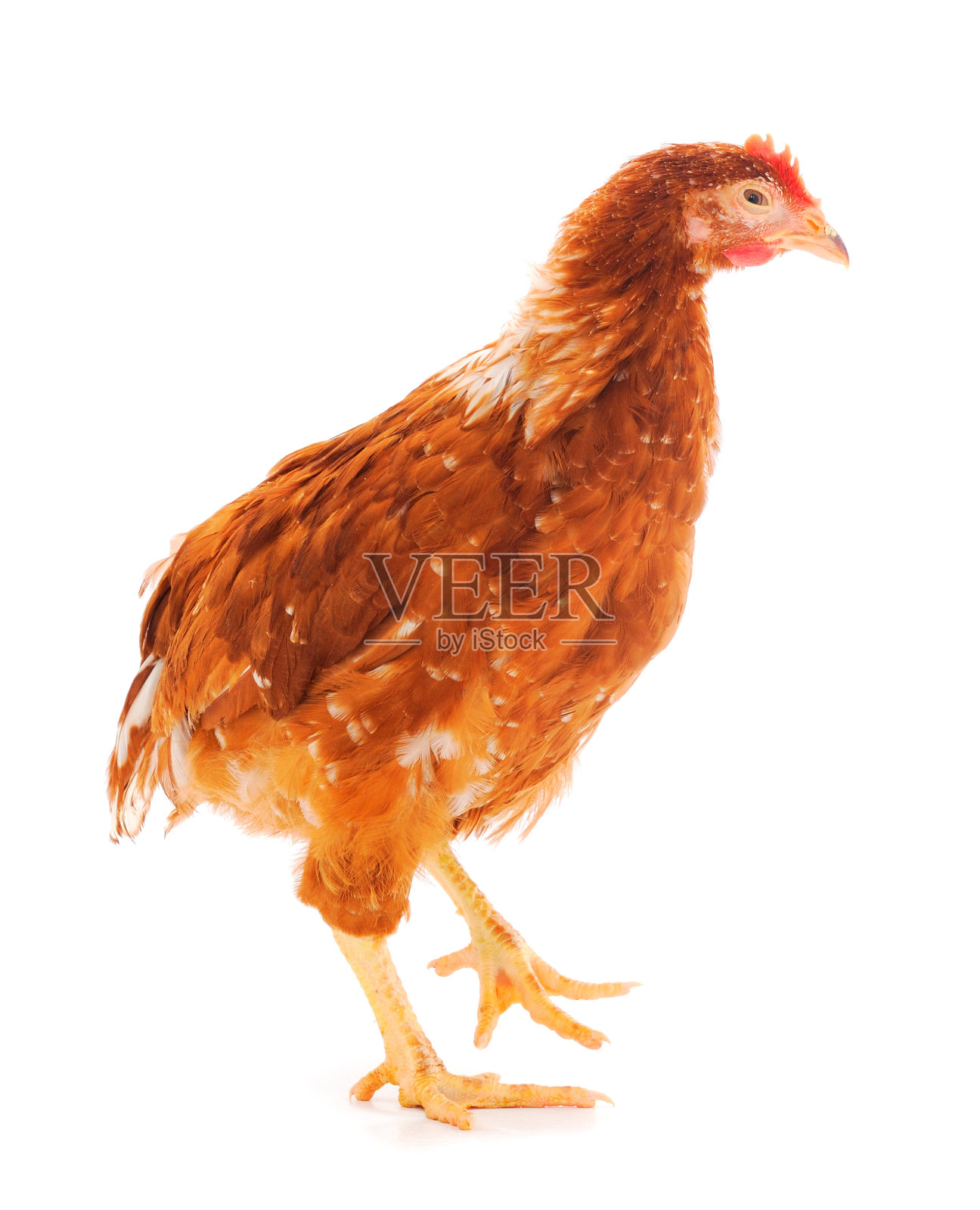 棕母鸡被隔离。照片摄影图片