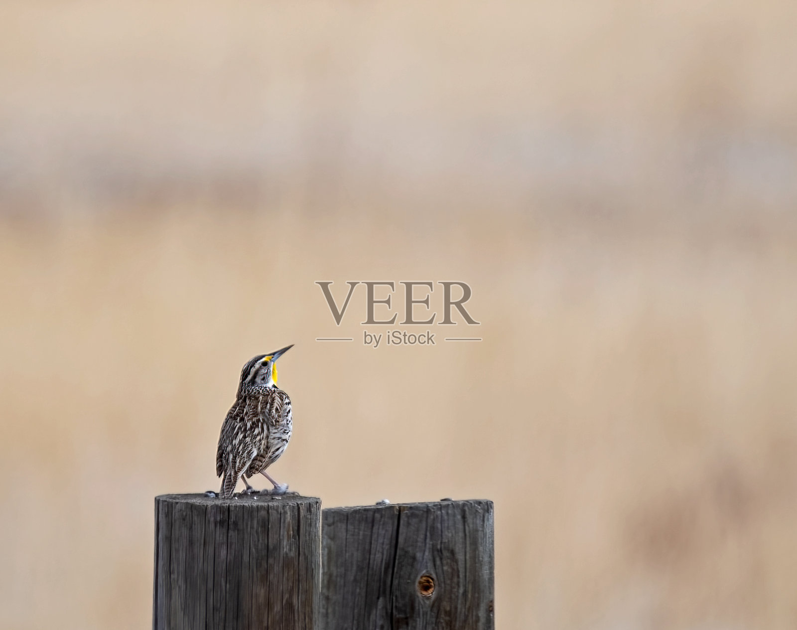 西部草地鹨照片摄影图片