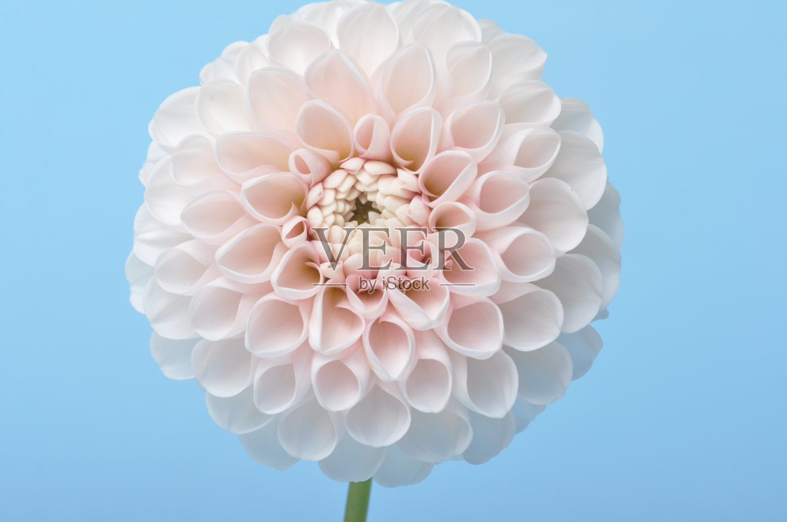 蓝色背景的大丽花绒球照片摄影图片