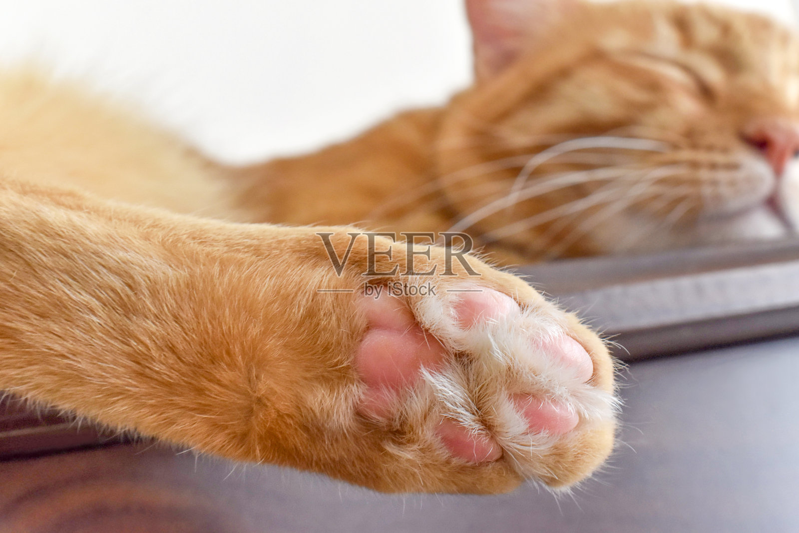 姜猫脚趾豆靠近。虎斑猫在家里的桌子上睡觉。照片摄影图片