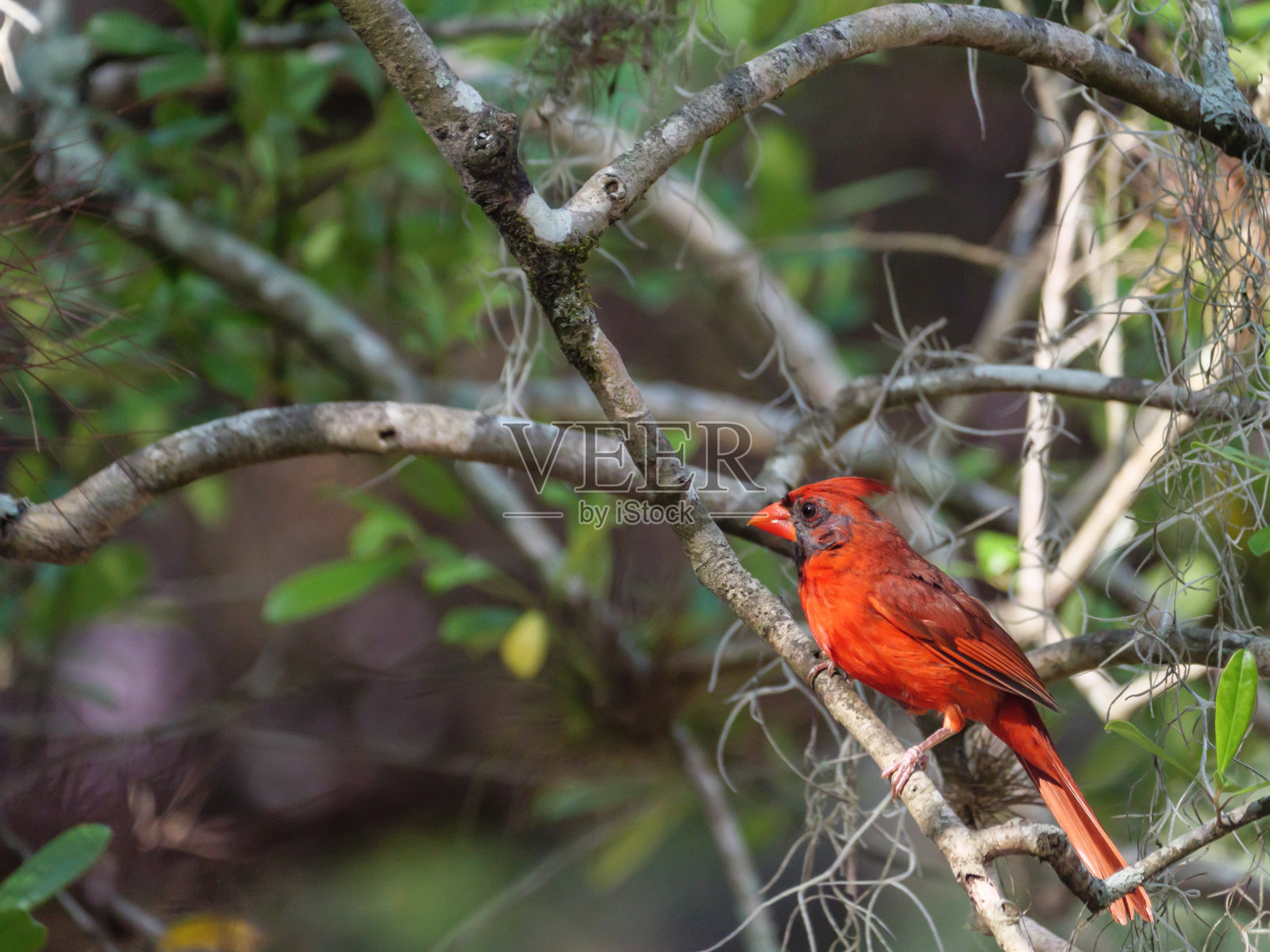 红色北方红衣主教坐在树枝上照片摄影图片