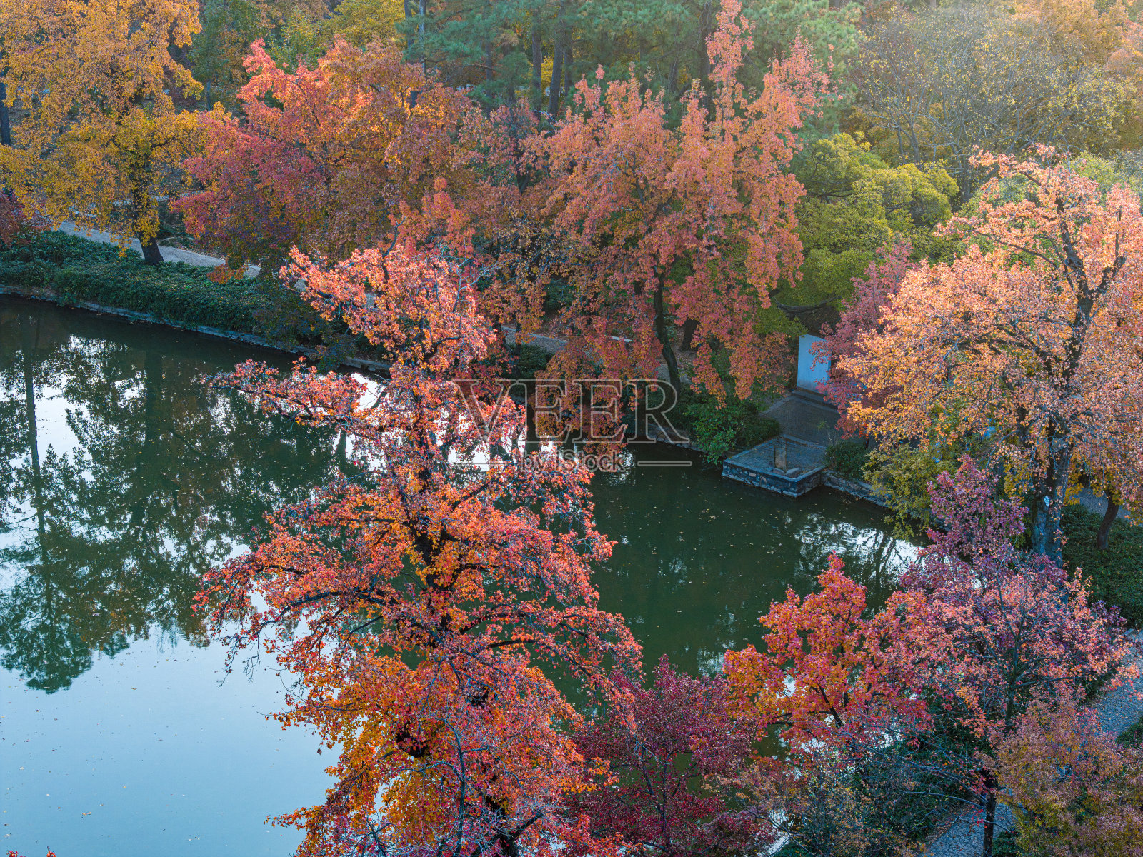 秋天枫林的航拍照片照片摄影图片
