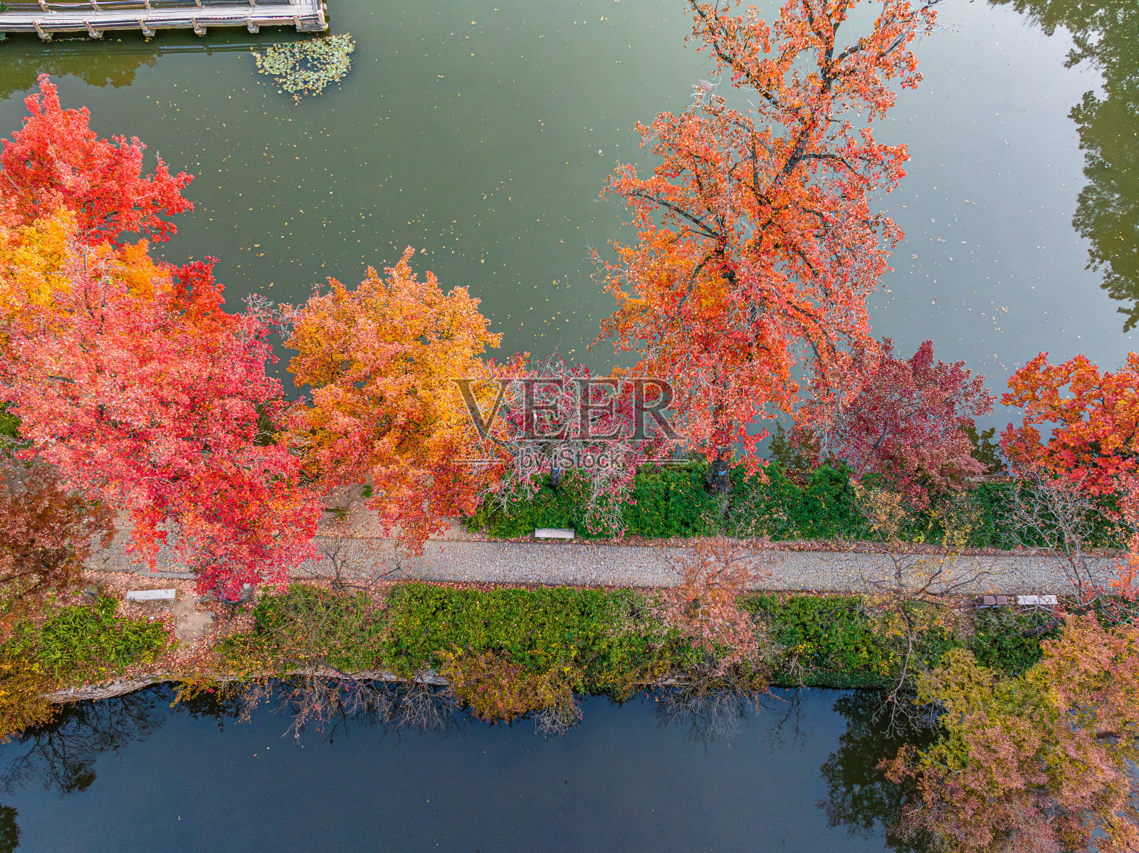 秋天枫林的航拍照片照片摄影图片