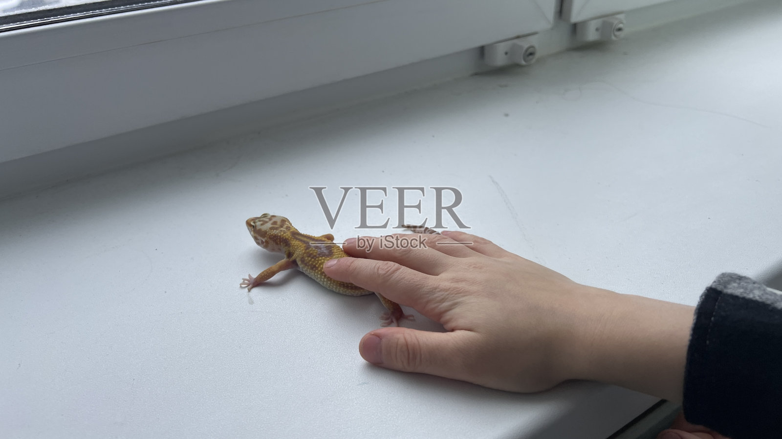 孩子手里的蜥蜴照片摄影图片