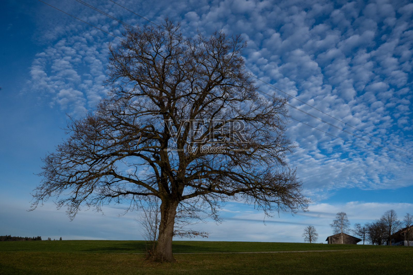 一棵橡树和深蓝色的天空，白色的积云笼罩着德国基姆高的巴伐利亚村庄照片摄影图片