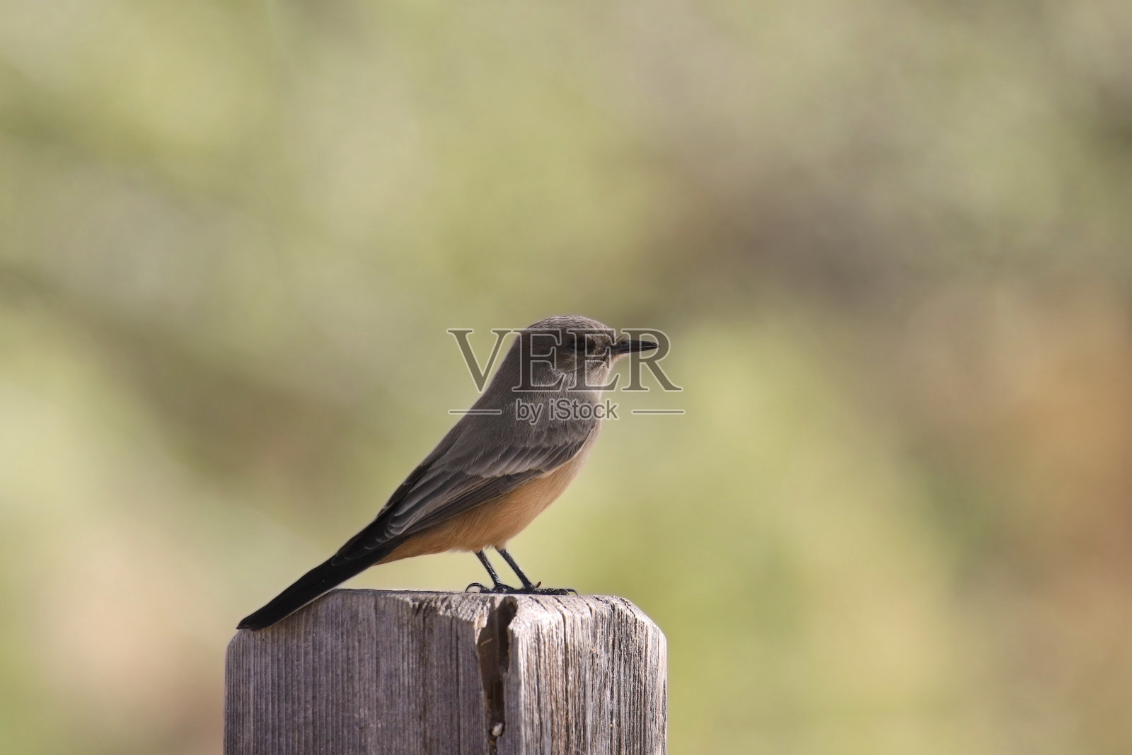 说菲比(sayornis saya)栖息在木栅栏柱上照片摄影图片