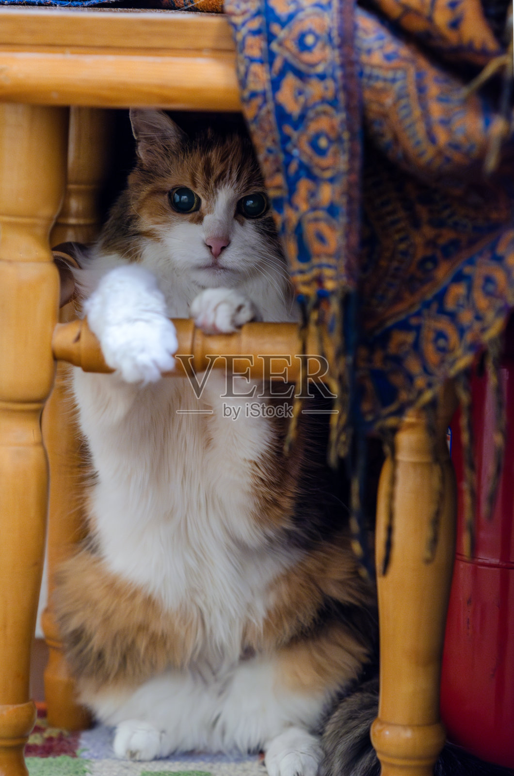 可爱的三色猫两只爪子直立坐在椅子上，另外两只爪子放在椅子上照片摄影图片