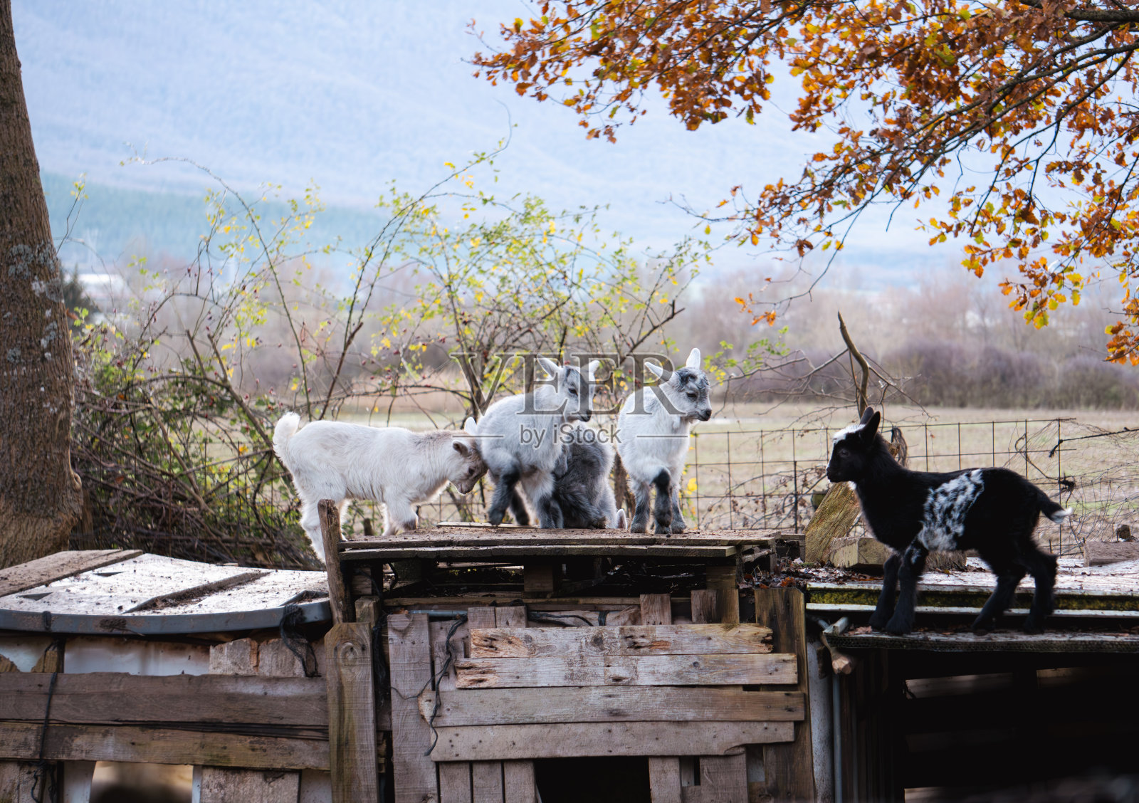 小山羊在乡村小屋里的墙纸照片。可爱的小山羊照片摄影图片