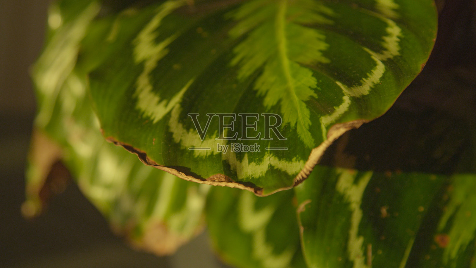 微距，景深:美丽的绿色萼花叶褐变和卷曲的边缘照片摄影图片