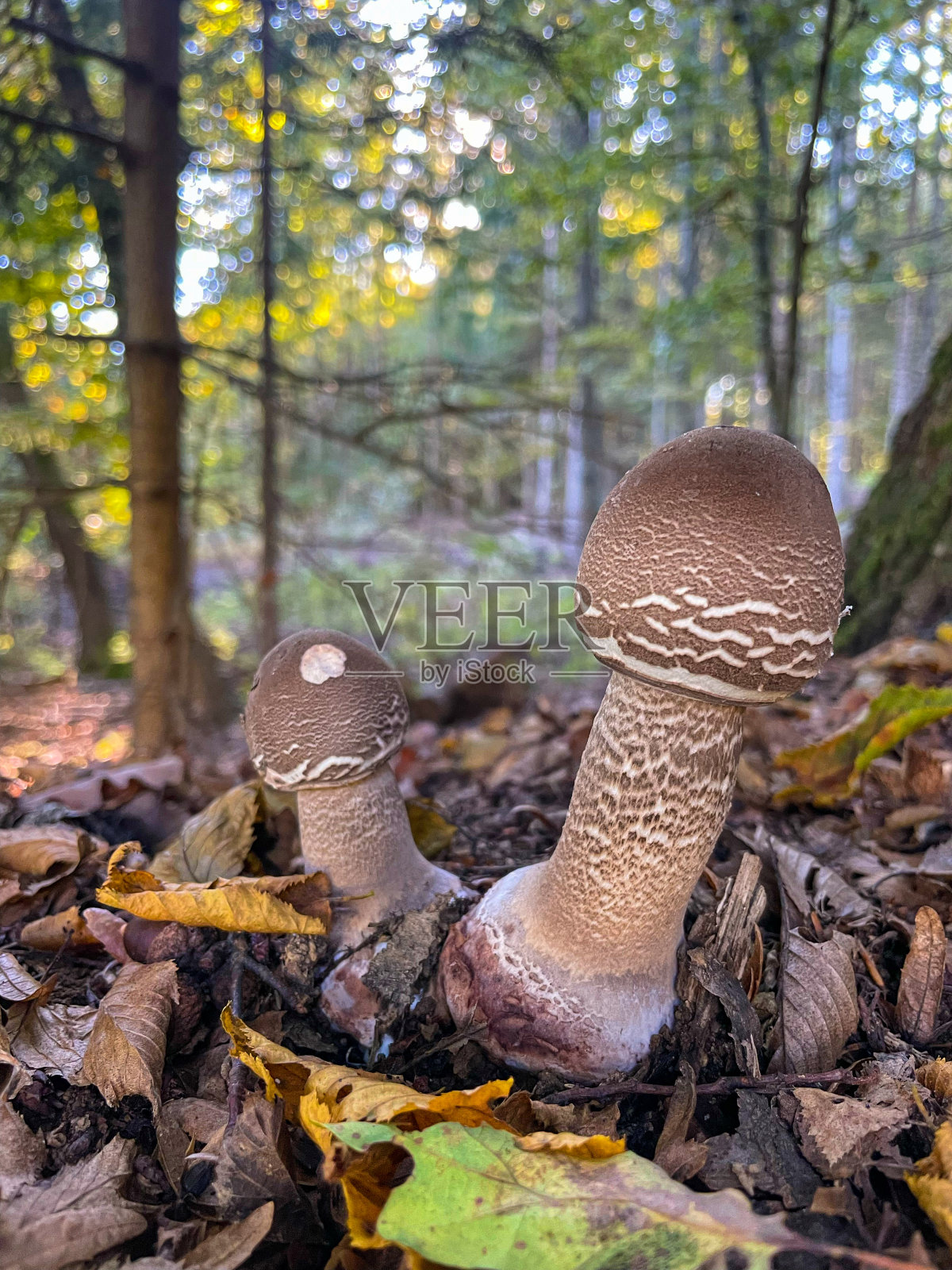 特写，DOF:一对年轻的伞菇从森林里探出头来照片摄影图片