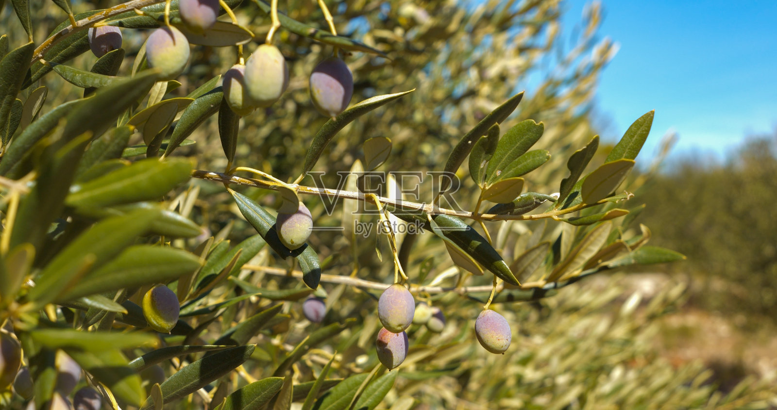 特写:在一个阳光明媚的日子里，郁郁葱葱的橄榄枝上挂满了成熟的绿橄榄照片摄影图片