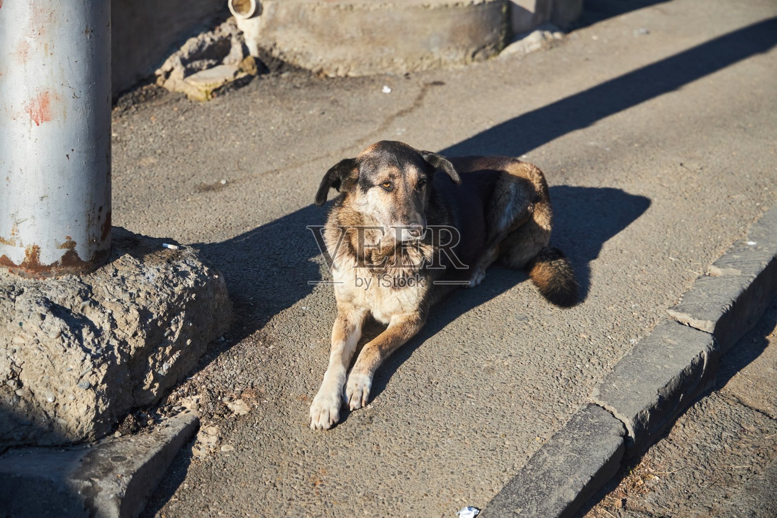 流浪狗。大城市里被遗弃的动物照片摄影图片