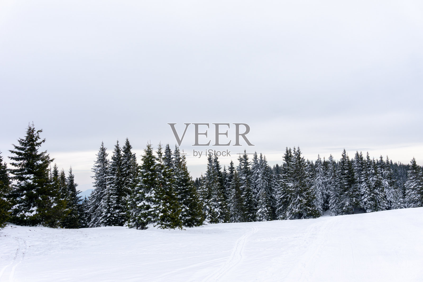 雪道、松树和多云的天空照片摄影图片