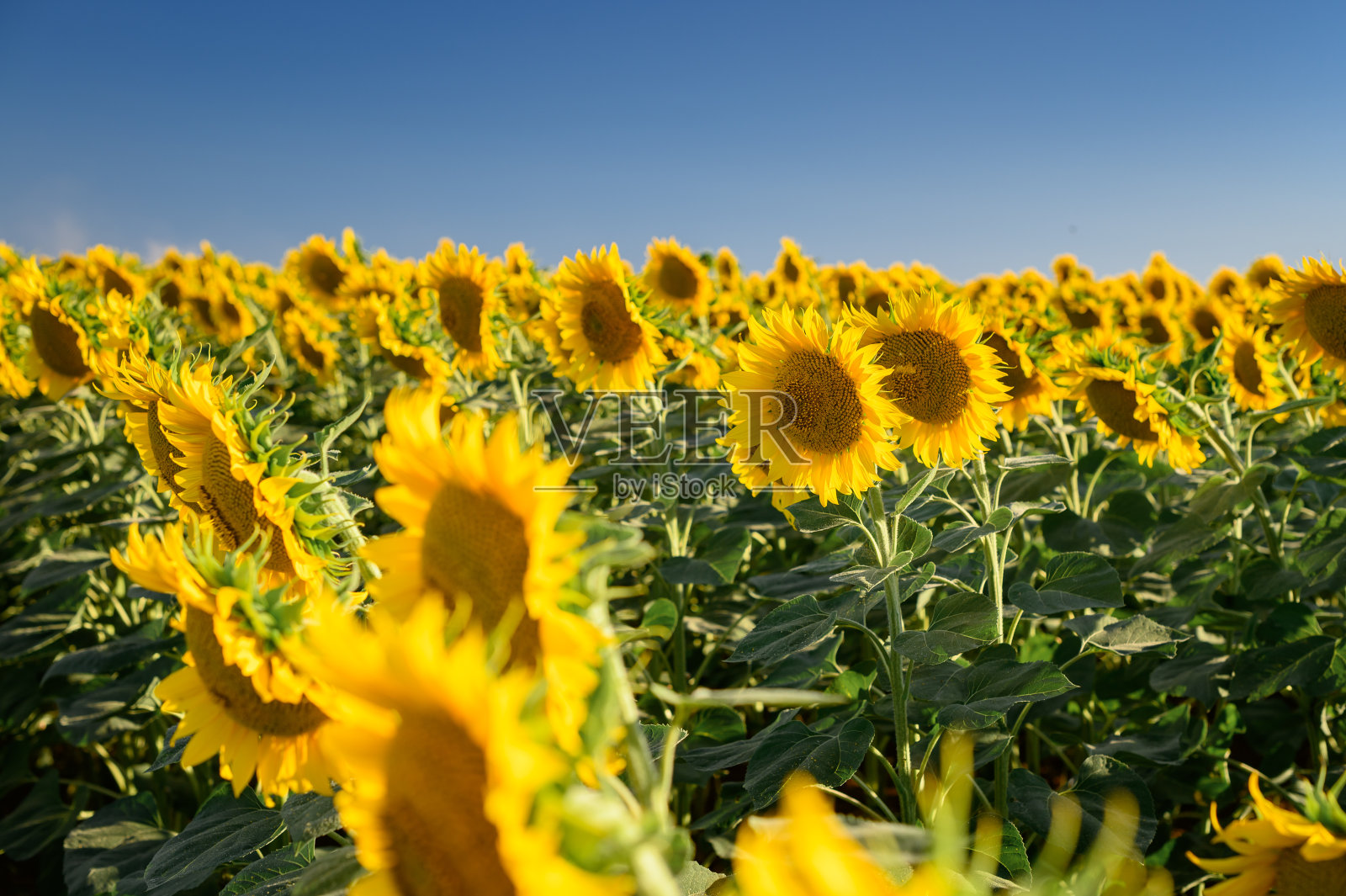 近距离拍摄蓝天田野里的向日葵。照片摄影图片