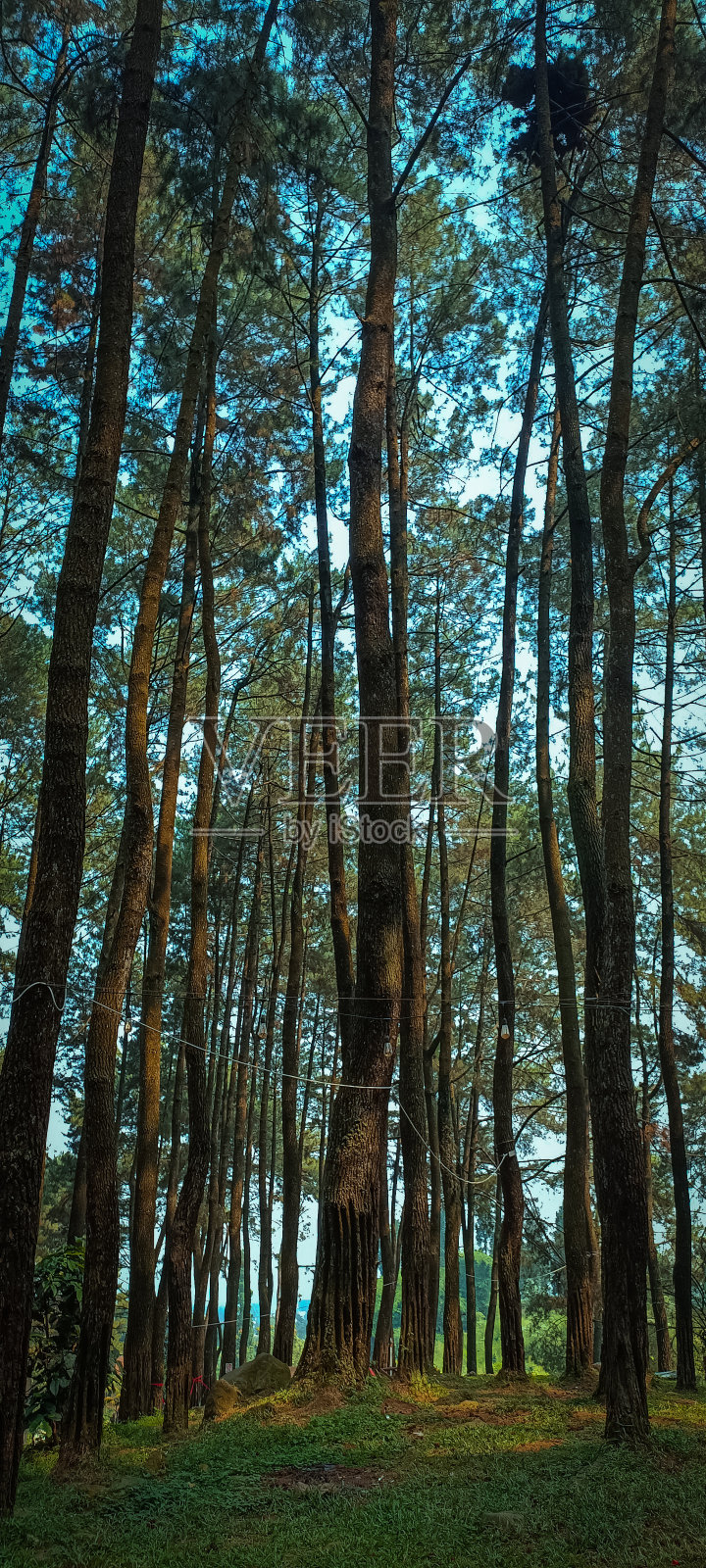 公园里美丽的松树照片摄影图片