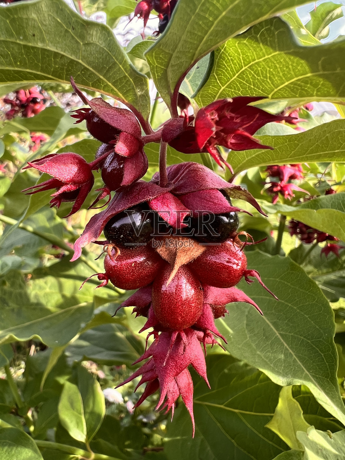 喜马拉雅巧克力浆果丛，一种美丽的灌木，有可爱的紫色和黑色浆果。照片摄影图片