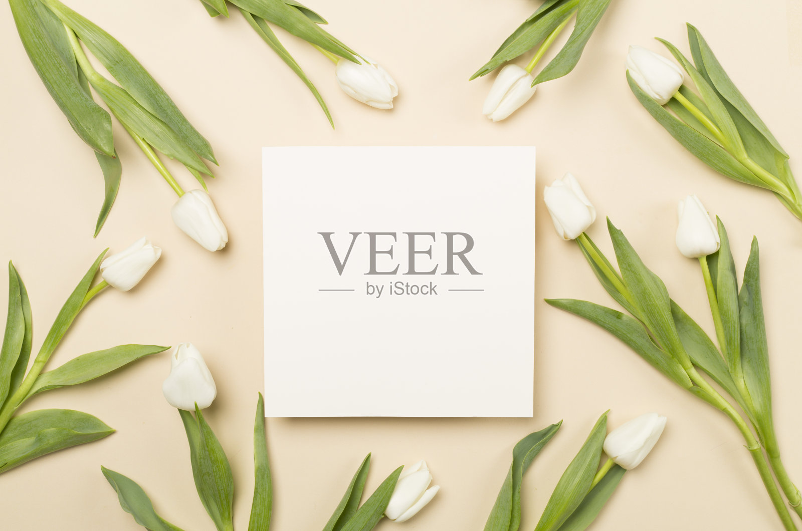 白色郁金香的彩色背景，俯视图。贺卡模型照片摄影图片