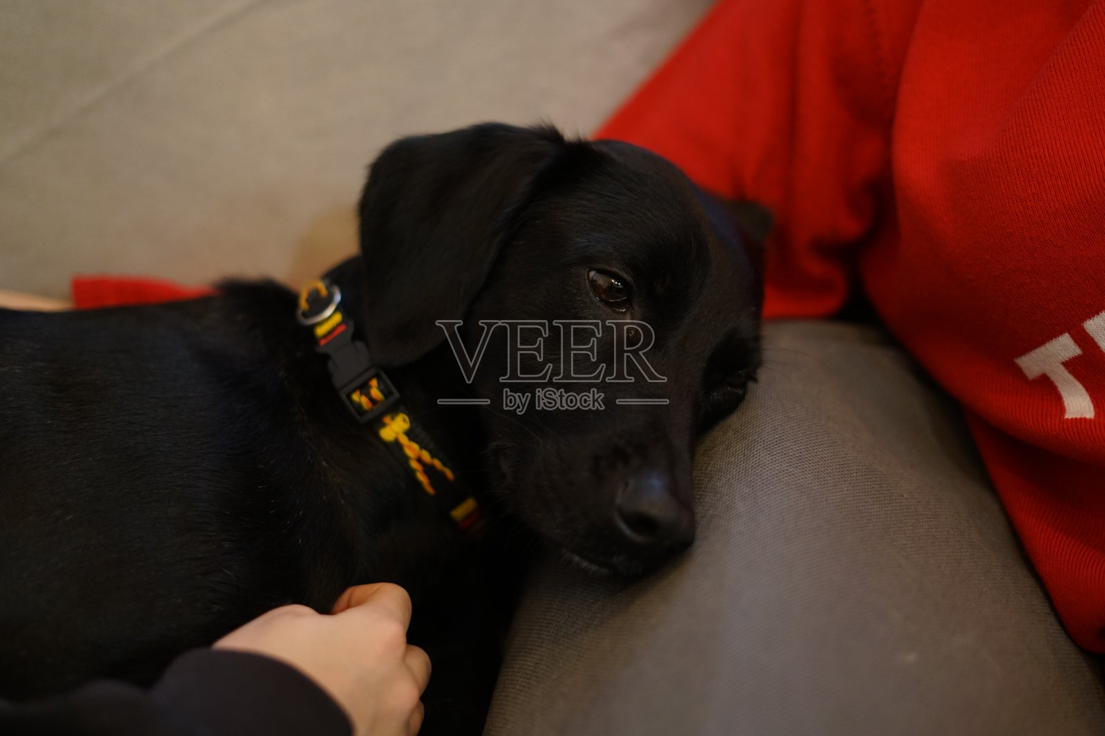 黑狗的肖像。照片摄影图片