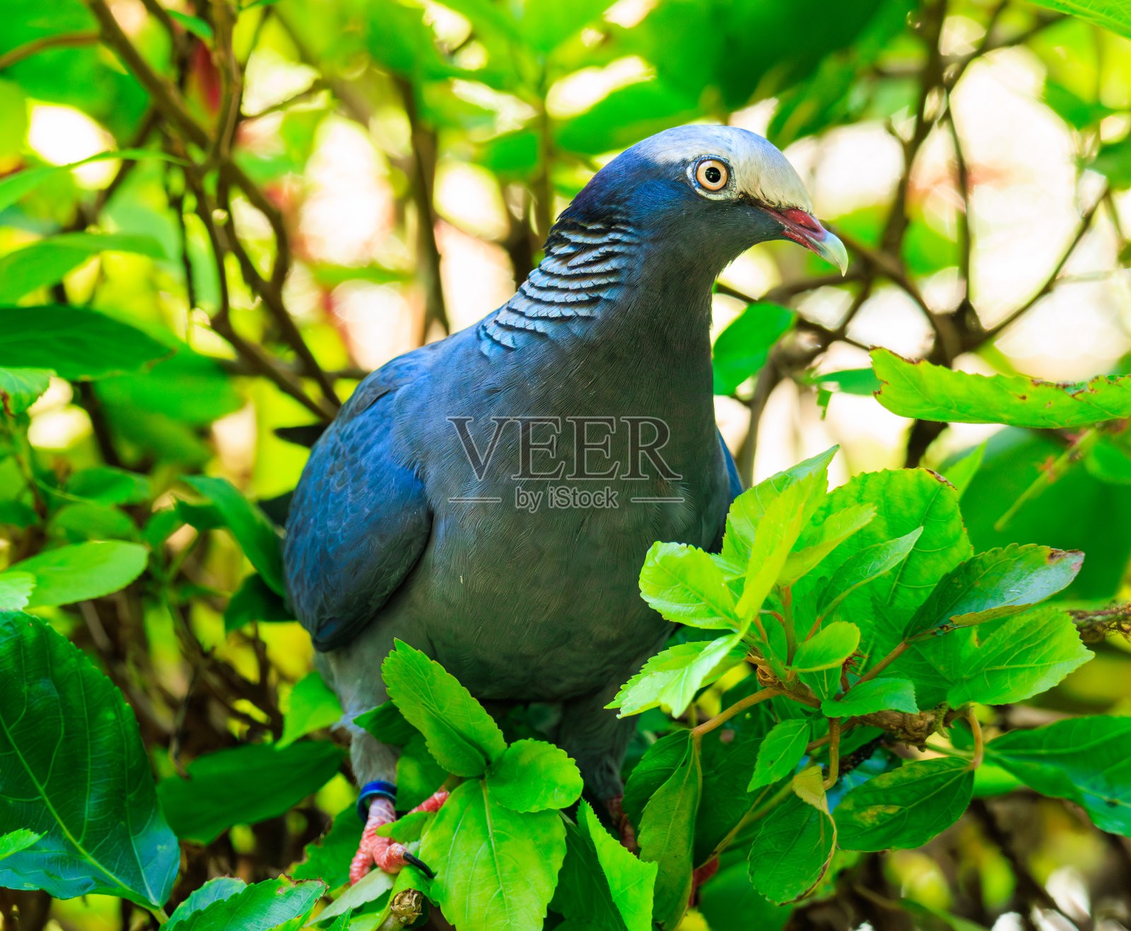 白冠鸽子照片摄影图片