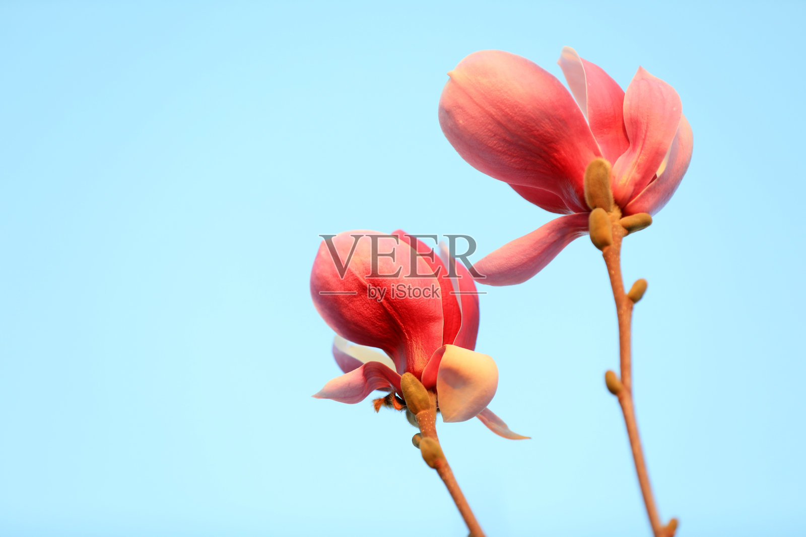 美丽的玉兰花，中国北方照片摄影图片