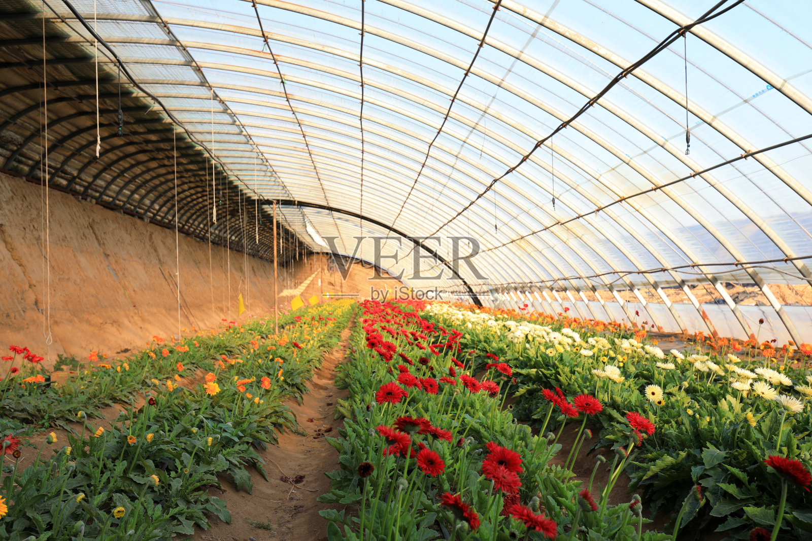 中国北方非洲菊苗圃生长旺盛照片摄影图片