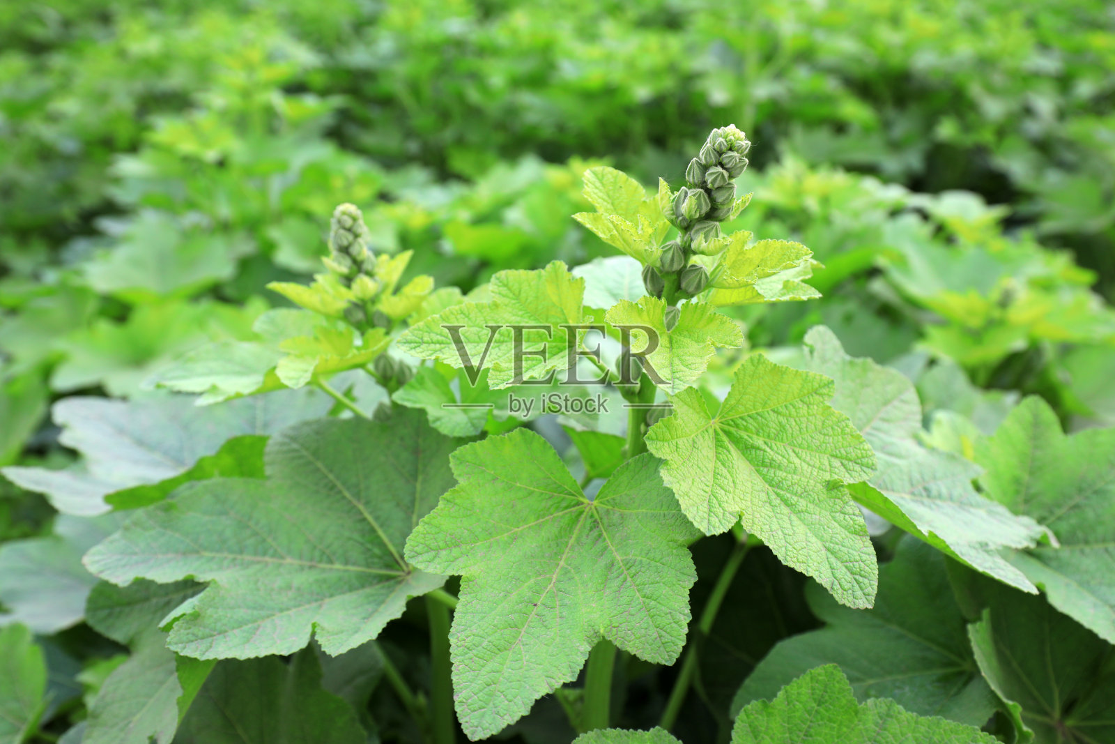 蜀葵在中国北方的花园里长得很茂盛照片摄影图片