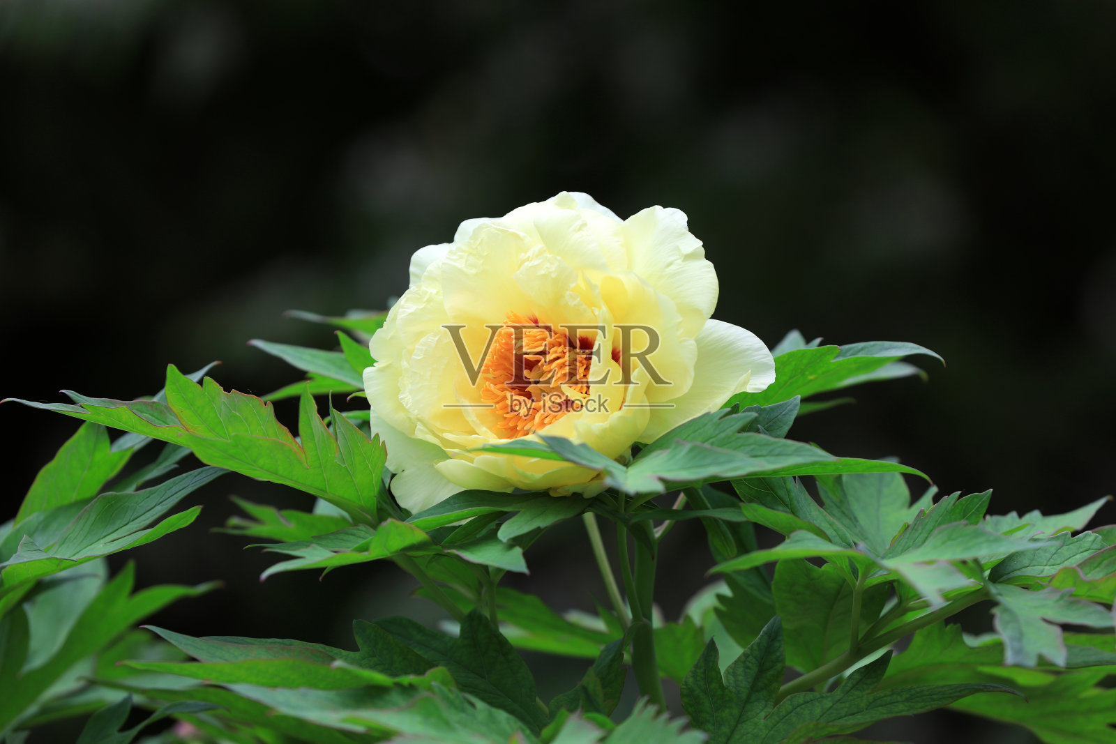 中国北方植物园里美丽的牡丹照片摄影图片