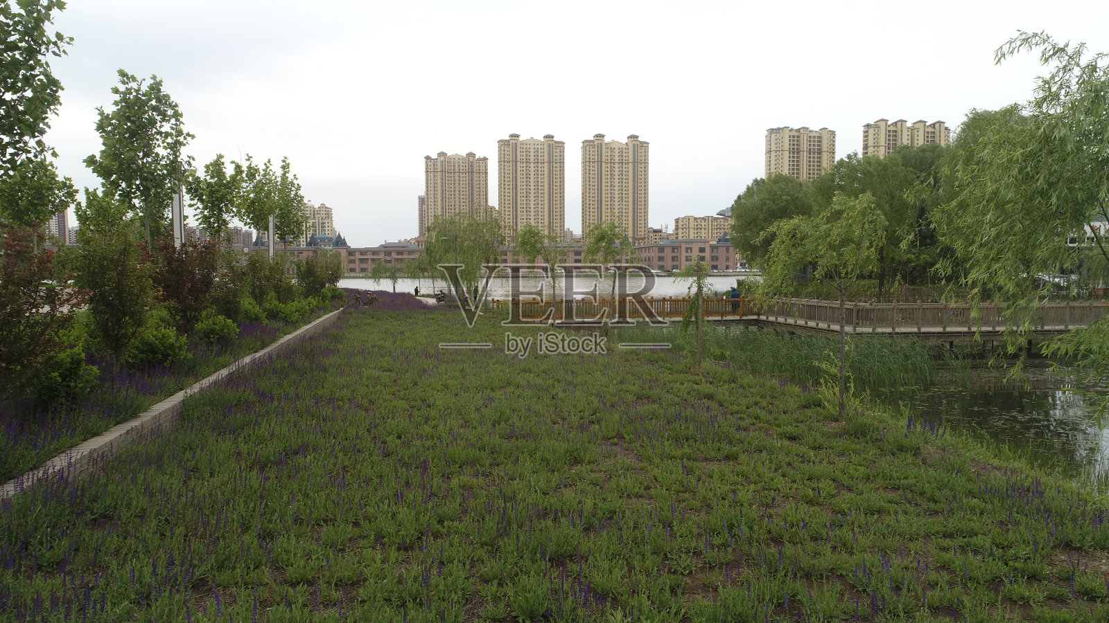 美丽的鼠尾草在公园，中国北方照片摄影图片