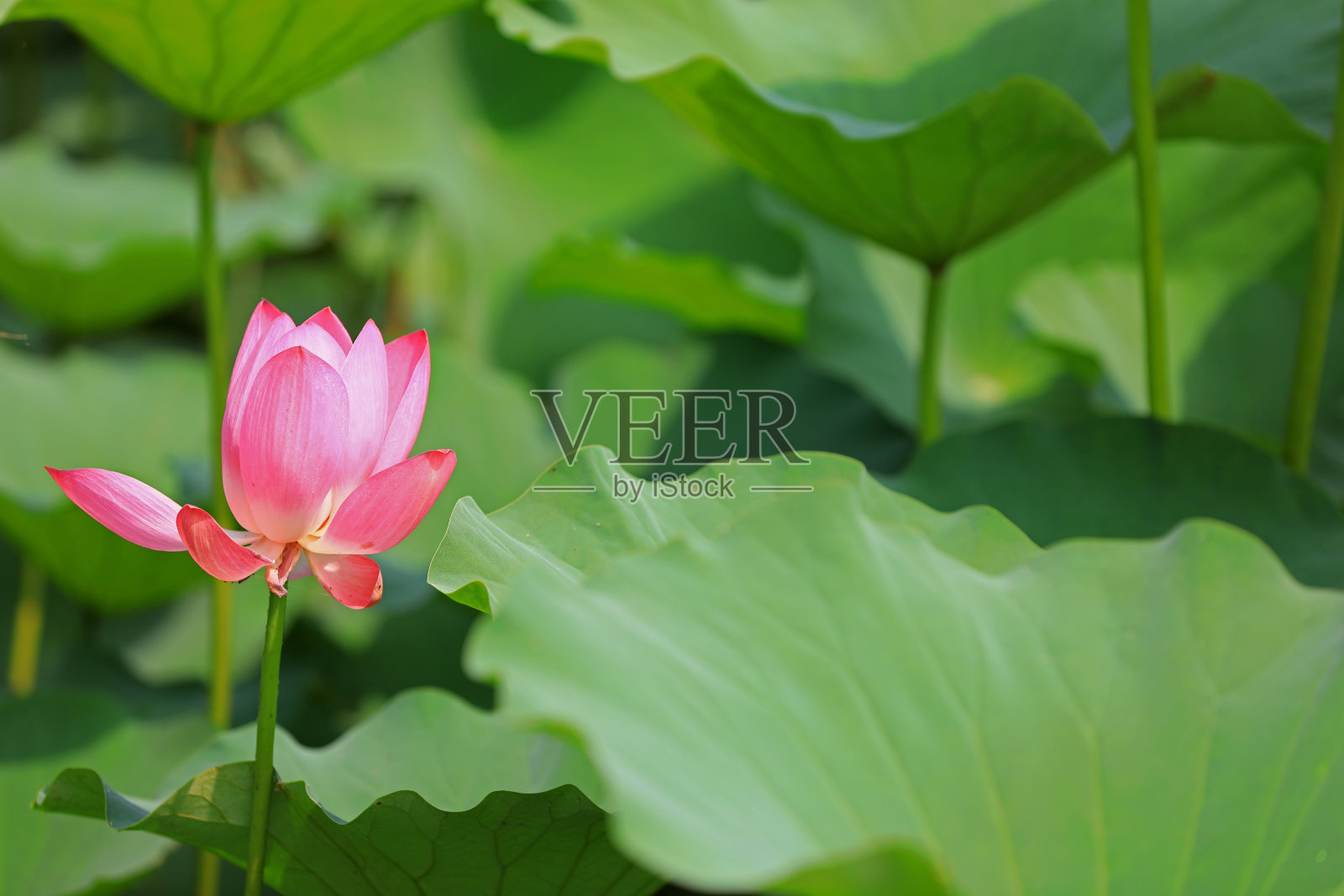 池塘里美丽的荷花照片摄影图片