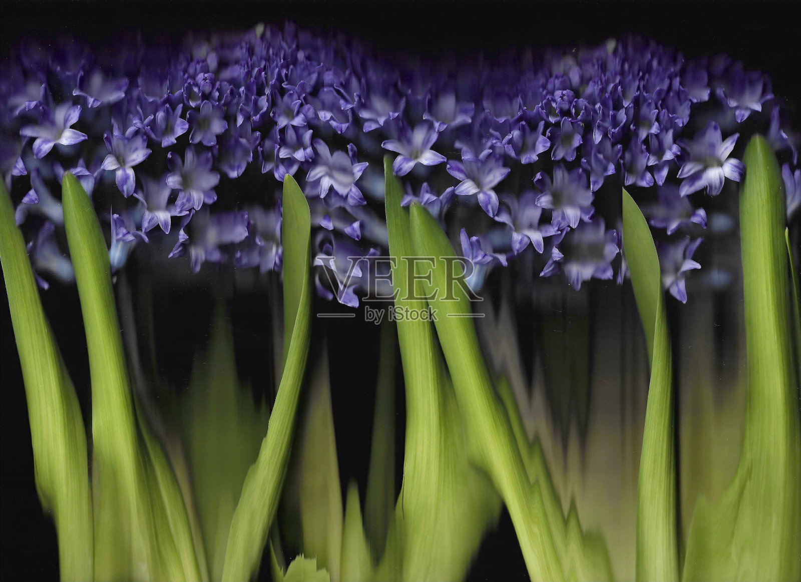 蓝色风信子横向扫描背景。扫描盛开的春花花束。毛毛抽象扭曲的植物。彩色植物影印本，具有扫描仪噪音效果。照片摄影图片