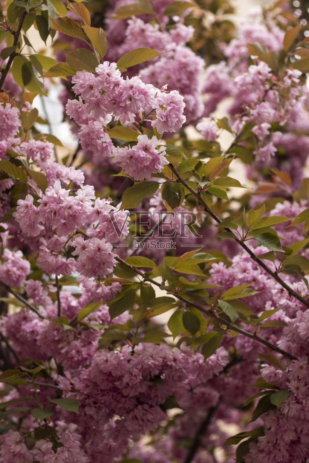 粉红色的樱花。照片摄影图片