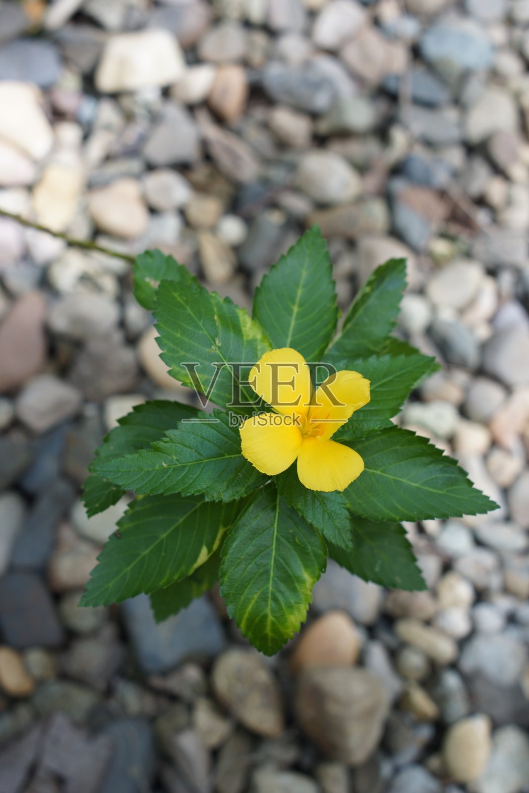 花园里的小黄花照片摄影图片