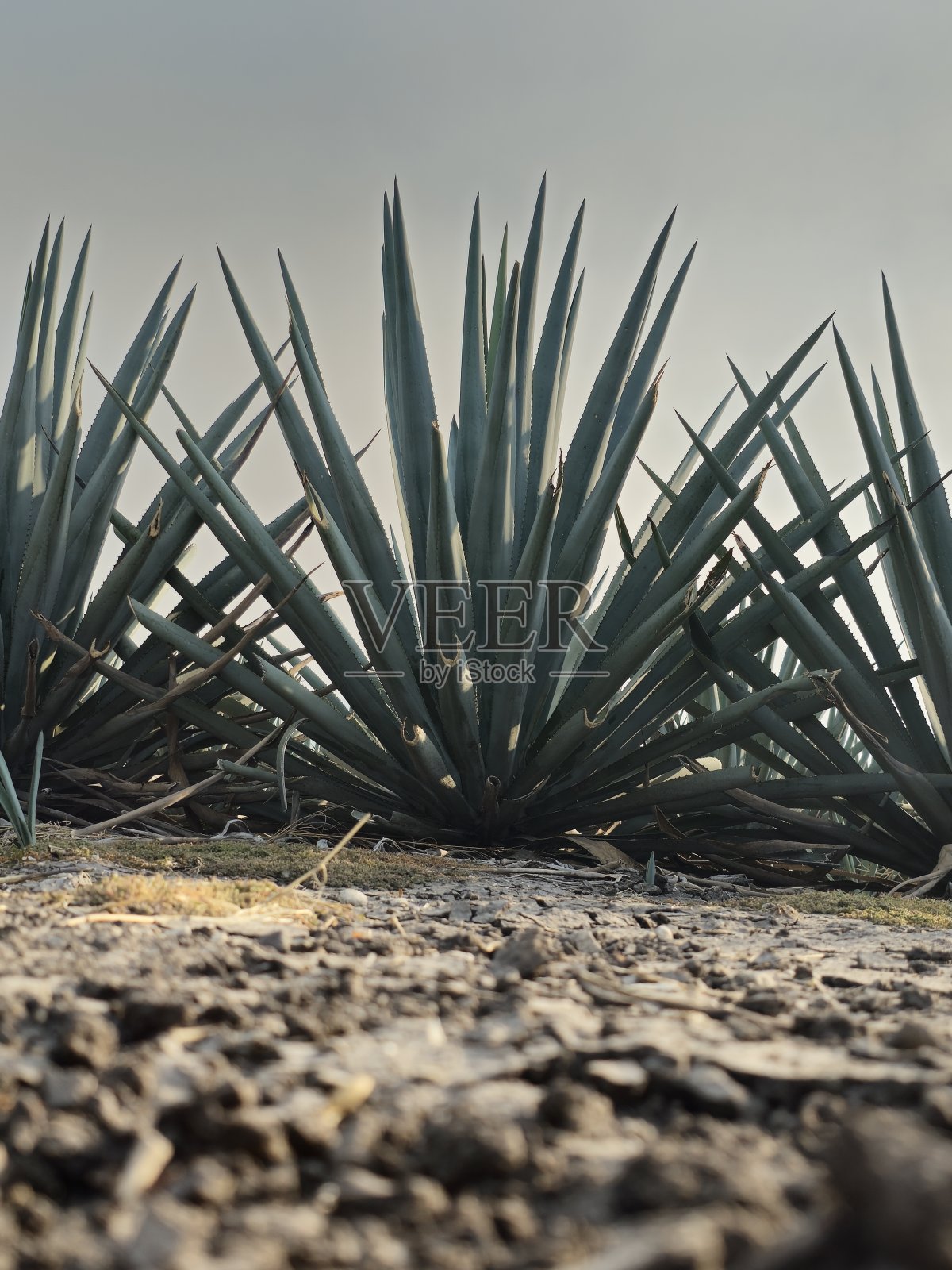 龙舌兰的风景照片摄影图片