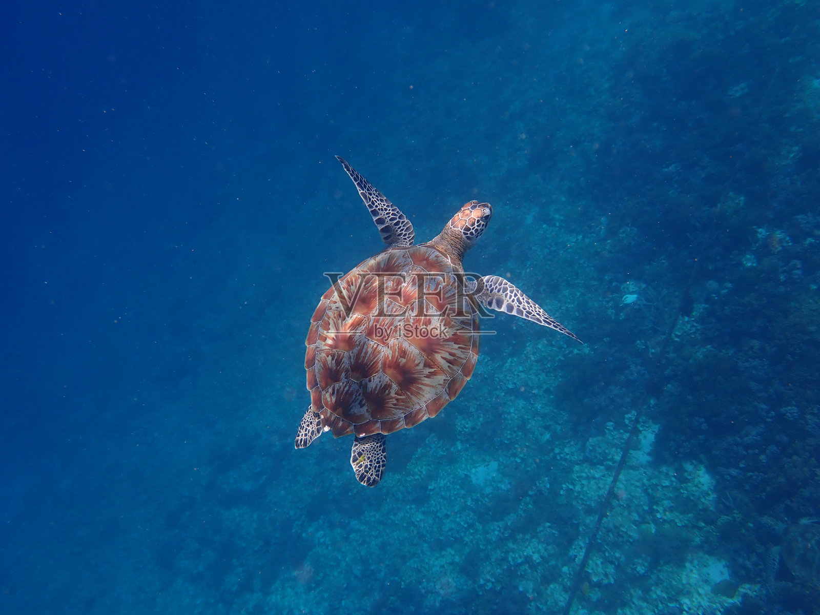 Gili Trawangan的海龟照片摄影图片