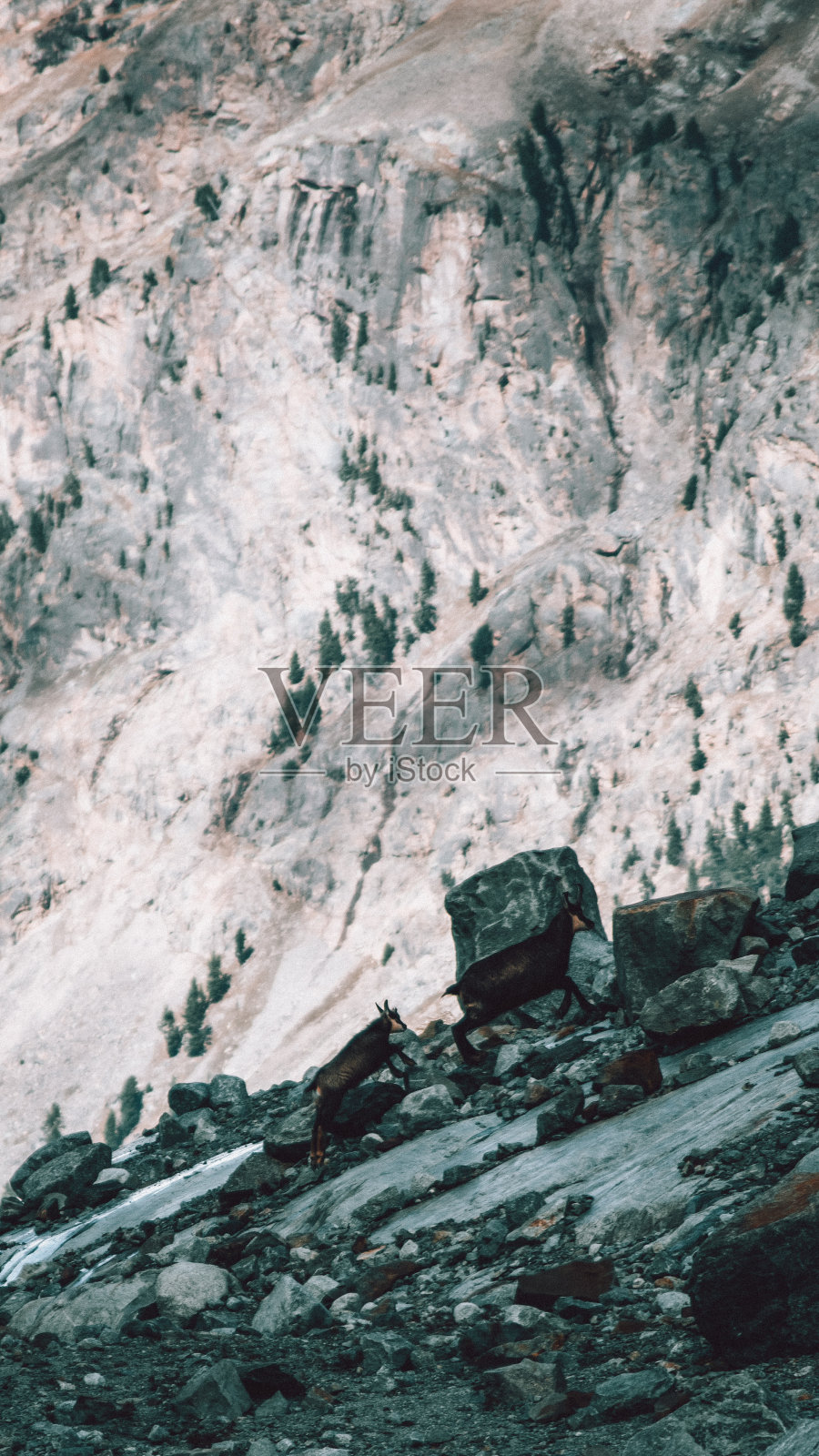 山羊照片摄影图片