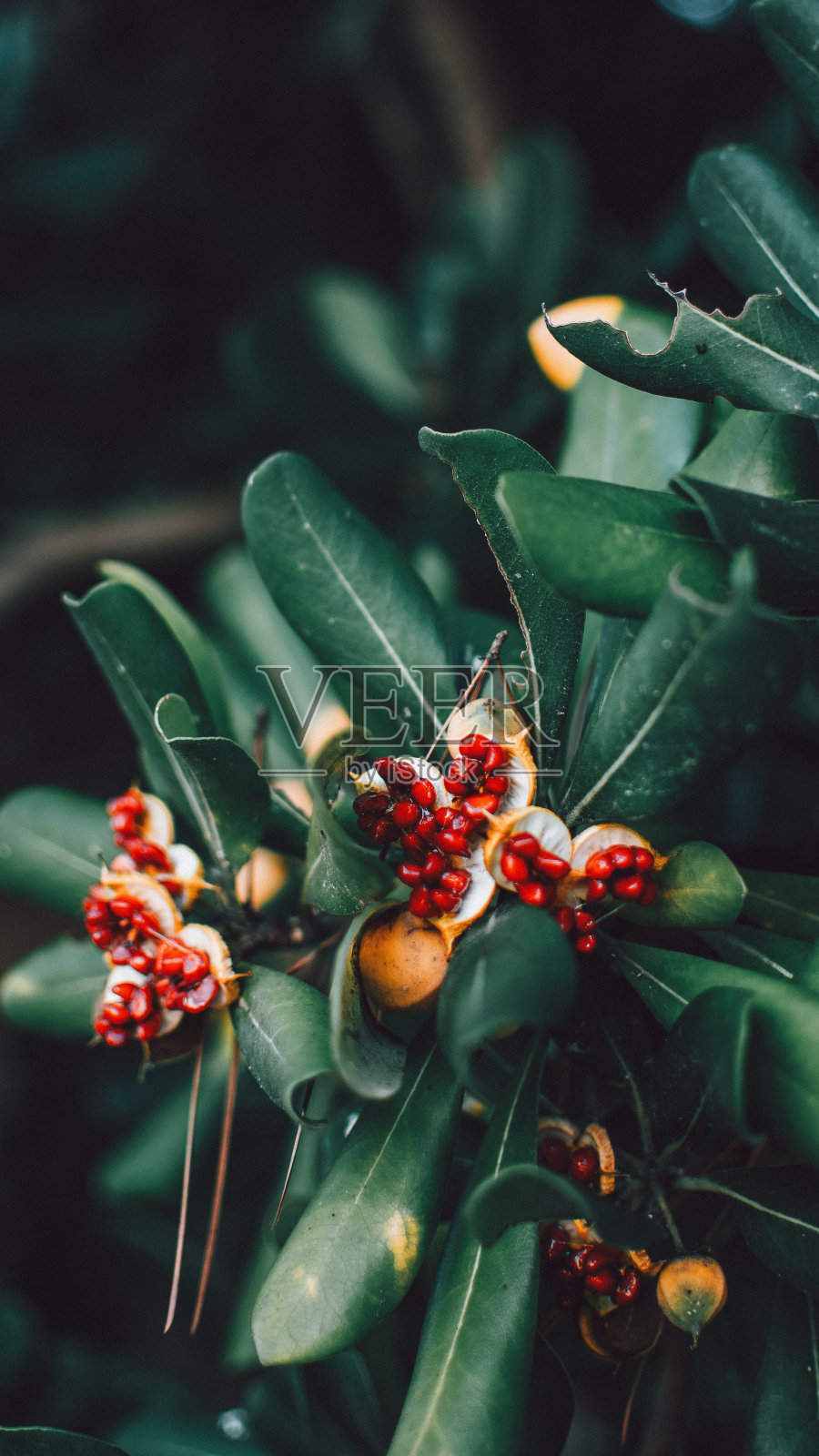 红色的花照片摄影图片