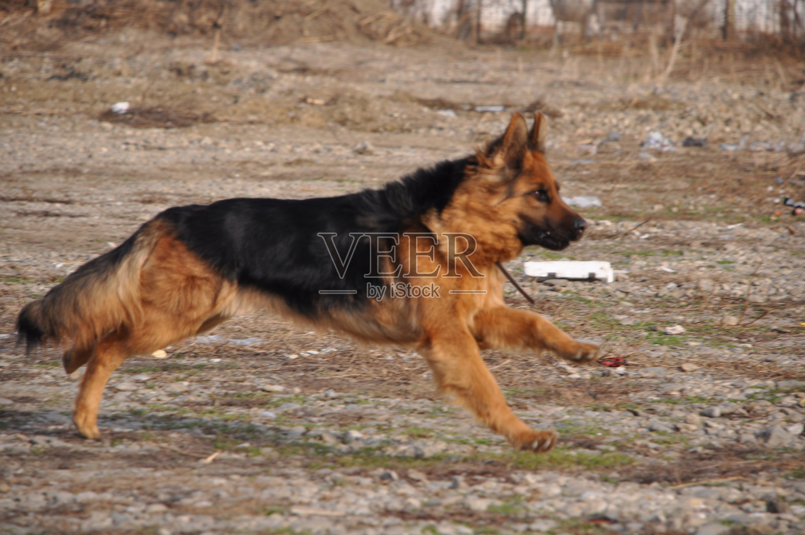 从高贵的德国牧羊犬到骄傲的猎狼犬照片摄影图片