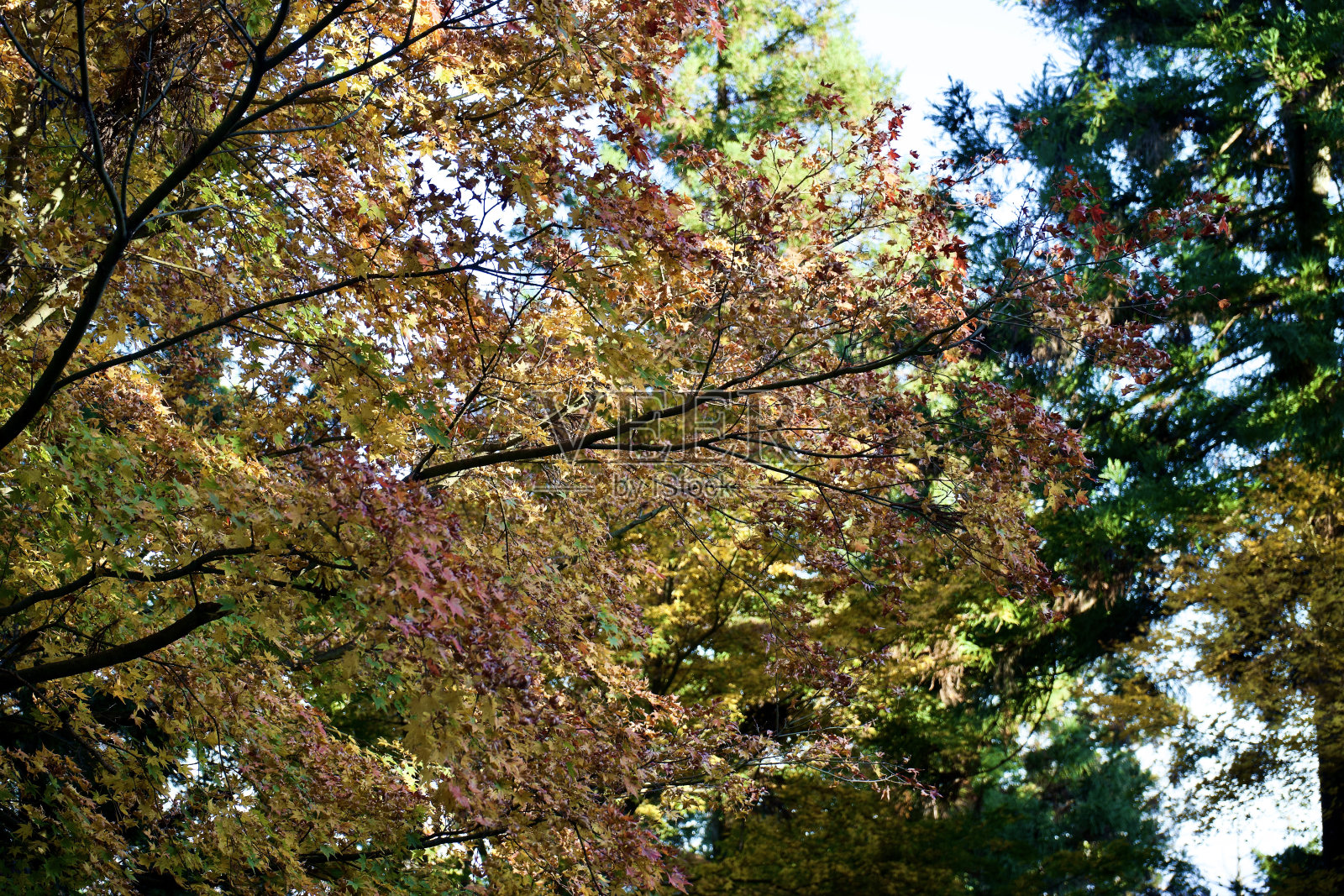 秋天的黄叶和红叶景观照片摄影图片