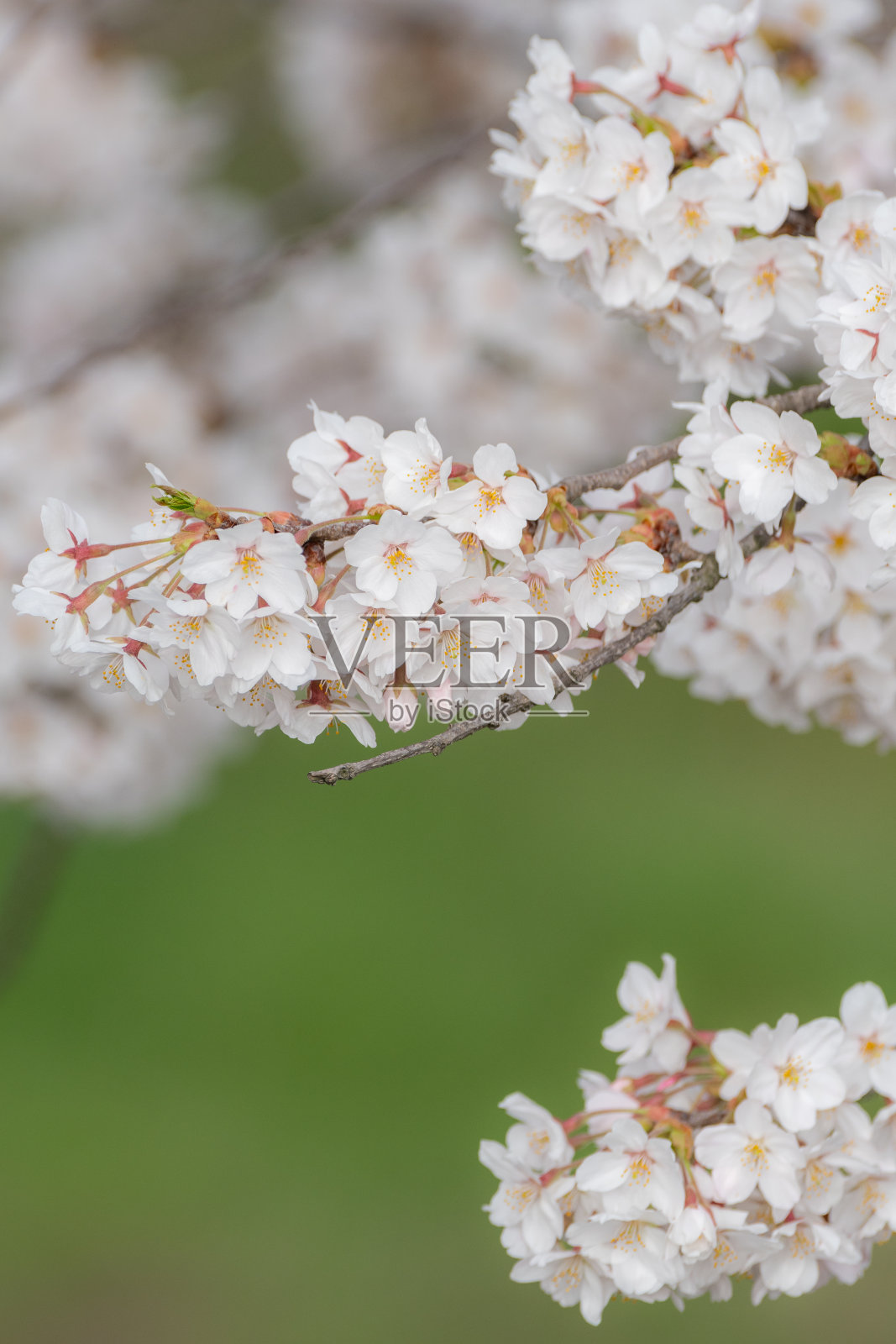 樱花盛开照片摄影图片