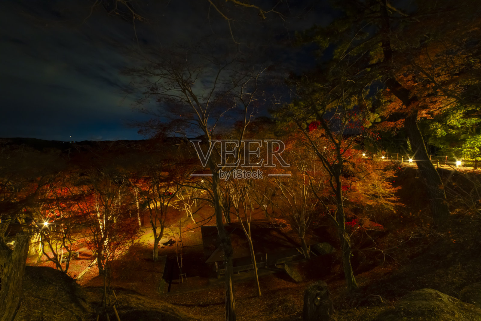 秋夜，京都公园里一片灯火通明的红叶照片摄影图片