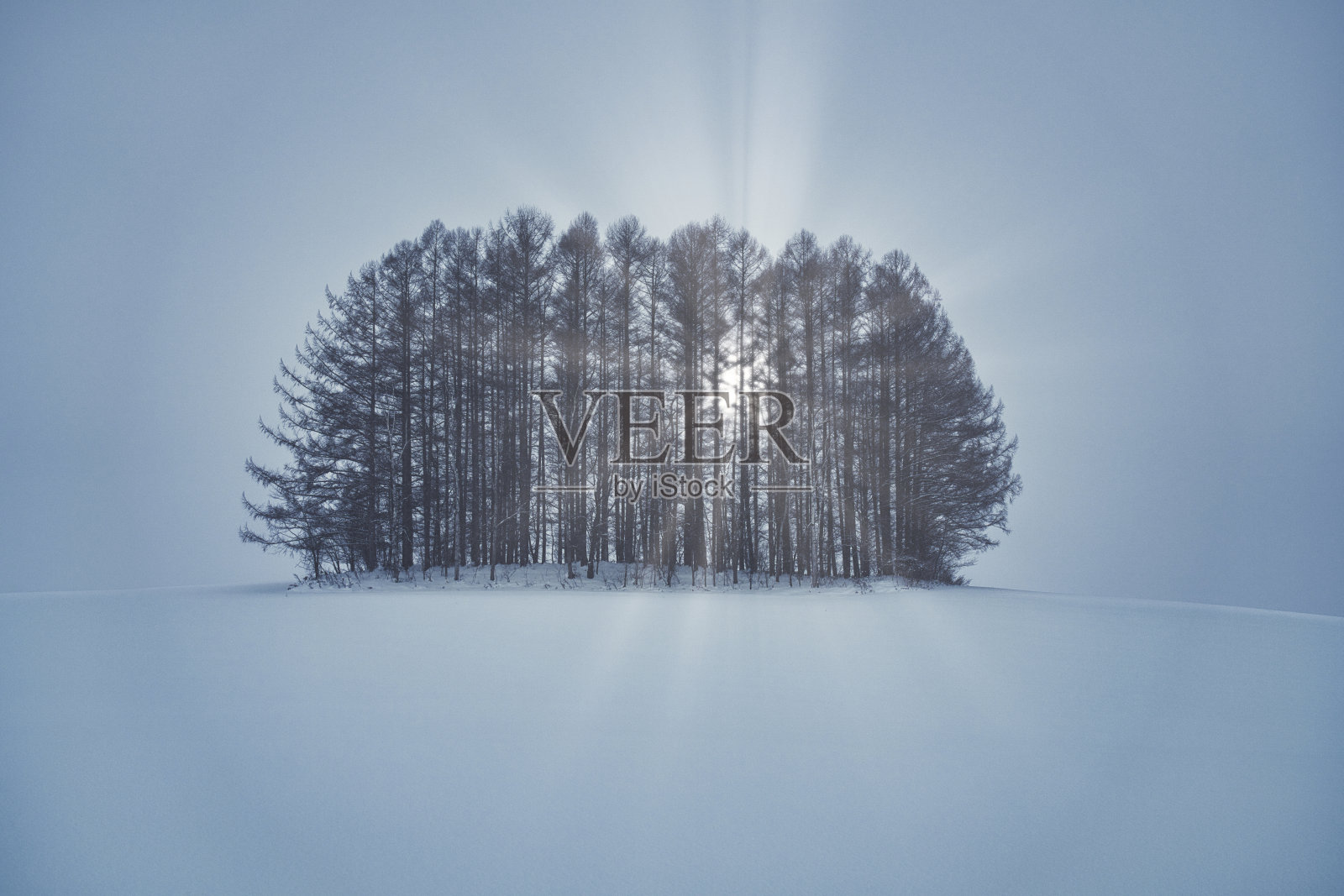 在日本北海道别市，落叶松被称为“温和七山”照片摄影图片