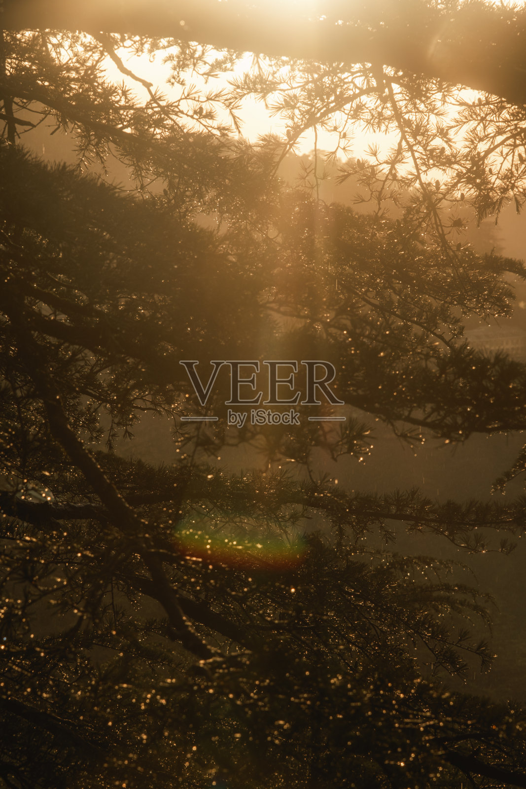 雨后阳光落在柏树的叶子上——美丽的雨滴落在树叶上，在黄金时刻照片摄影图片