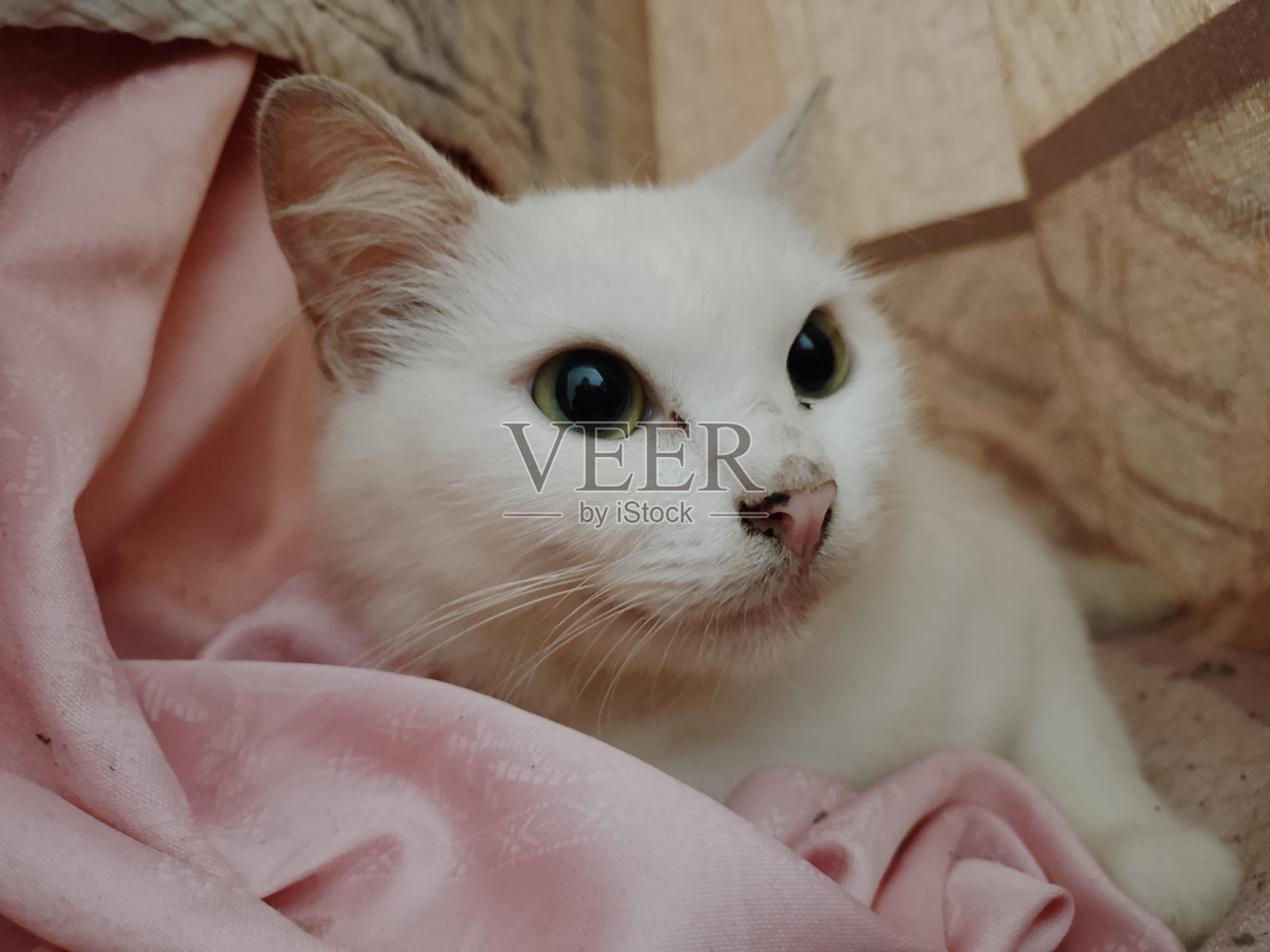 窗帘后面的白猫照片摄影图片