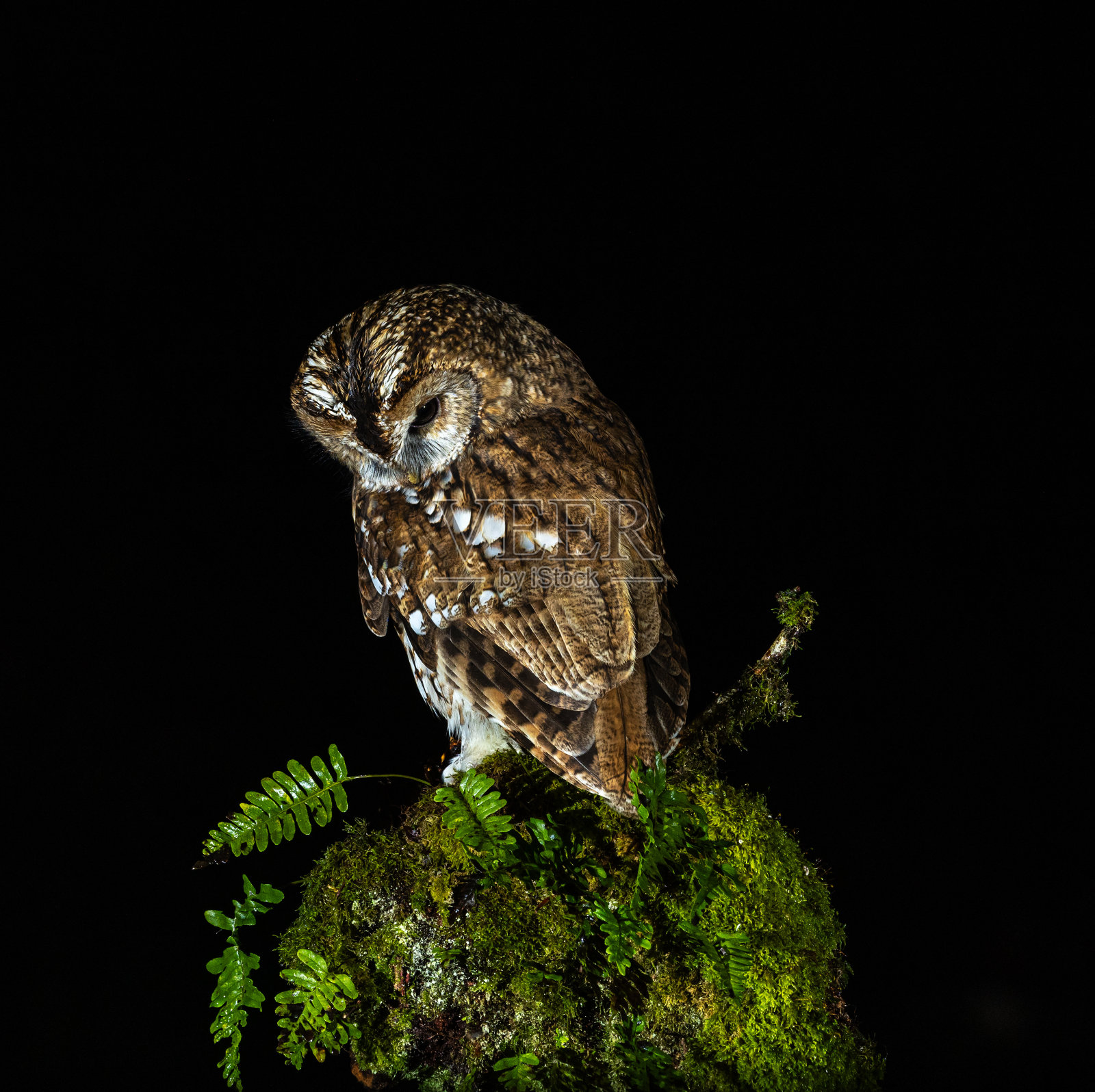 林鸮照片摄影图片