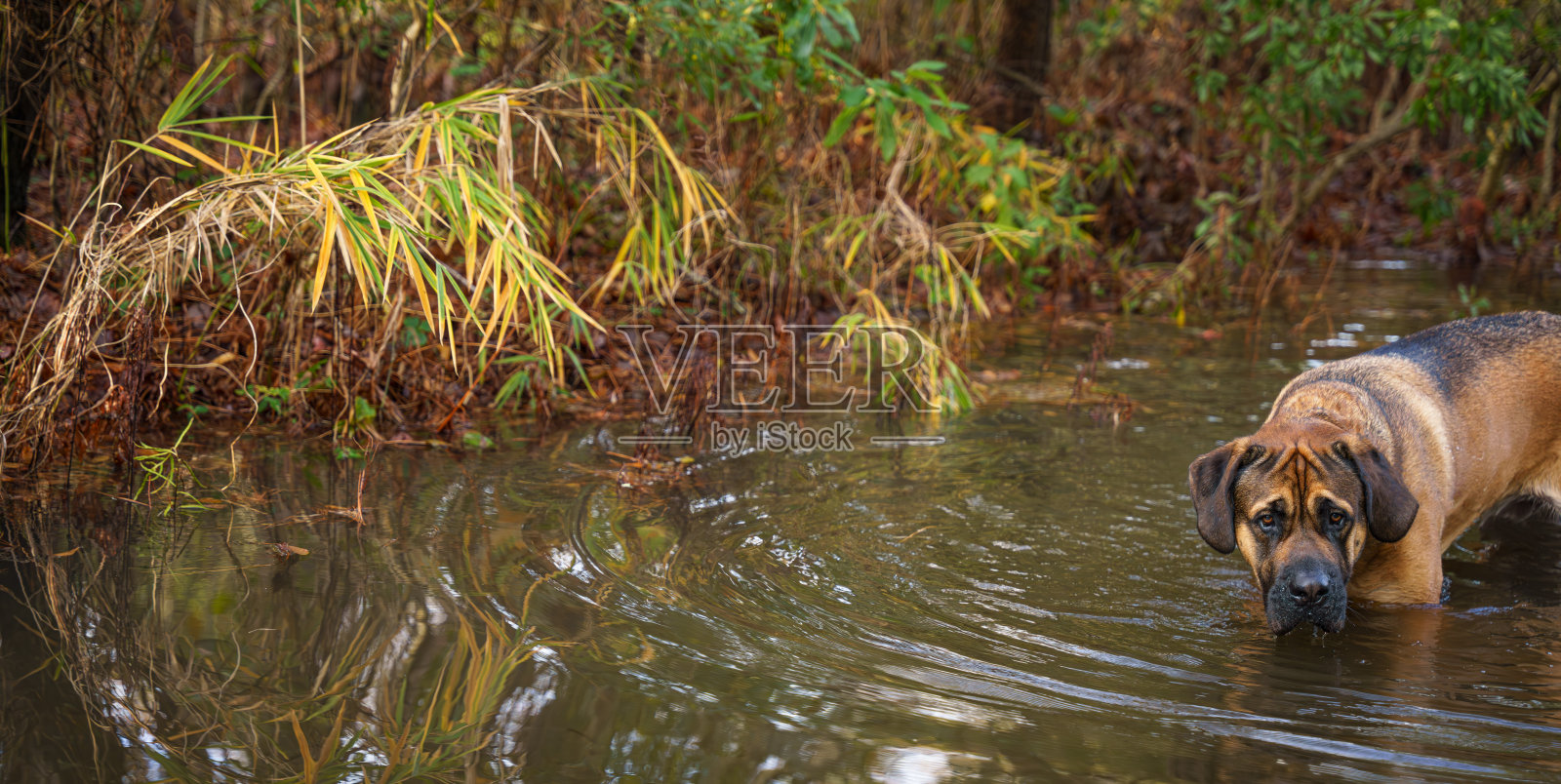 水里的獒犬照片摄影图片