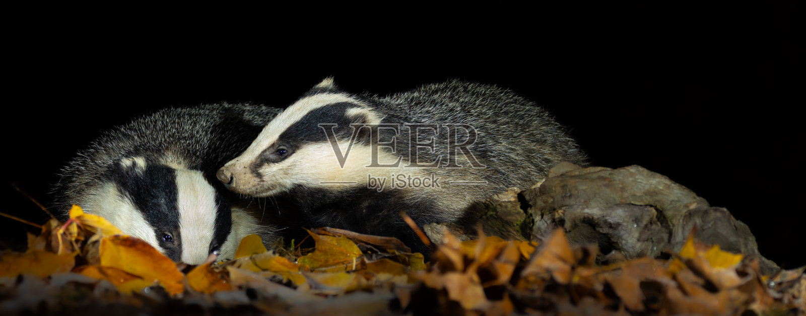 欧洲獾照片摄影图片