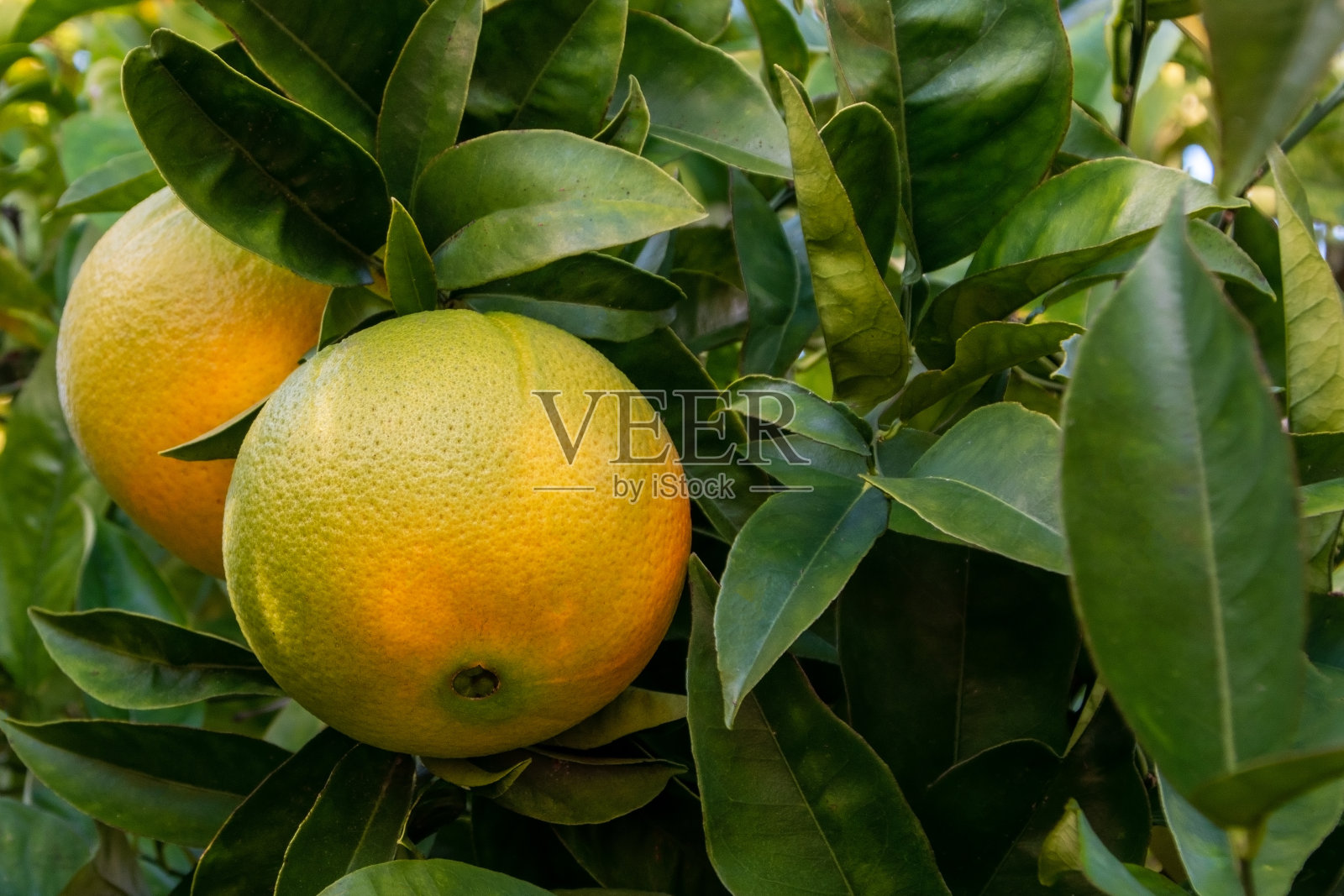 花园里树上成熟的橘子。照片摄影图片