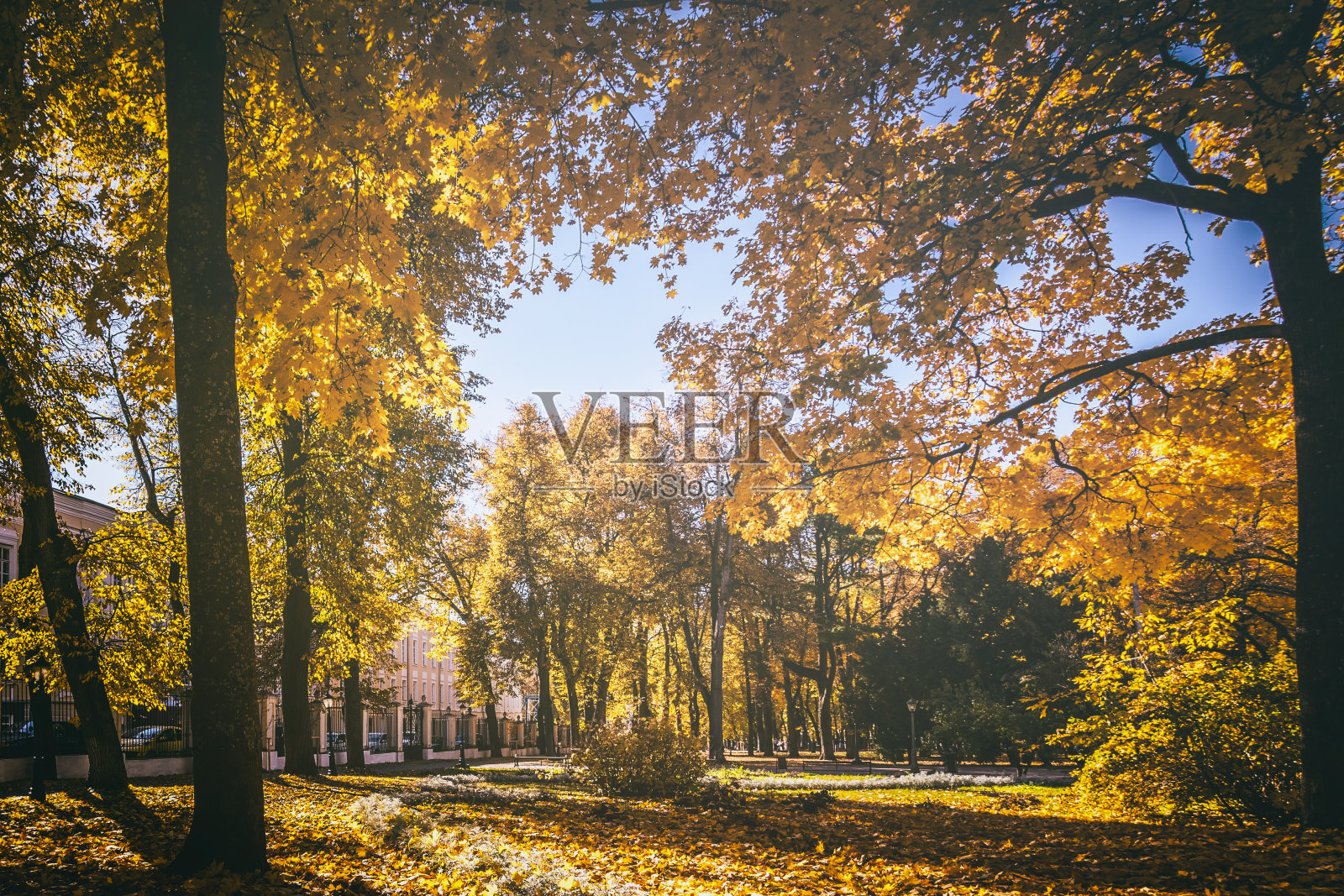 金秋时节，城市公园里一片落叶。在一个阳光明媚的日子里，枫叶和其他树木的景观。复古电影美学。照片摄影图片