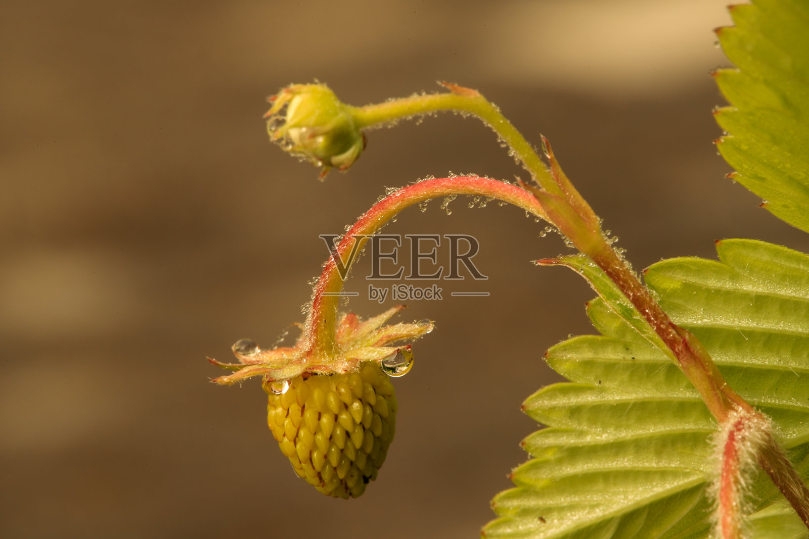 成熟的草莓果照片摄影图片