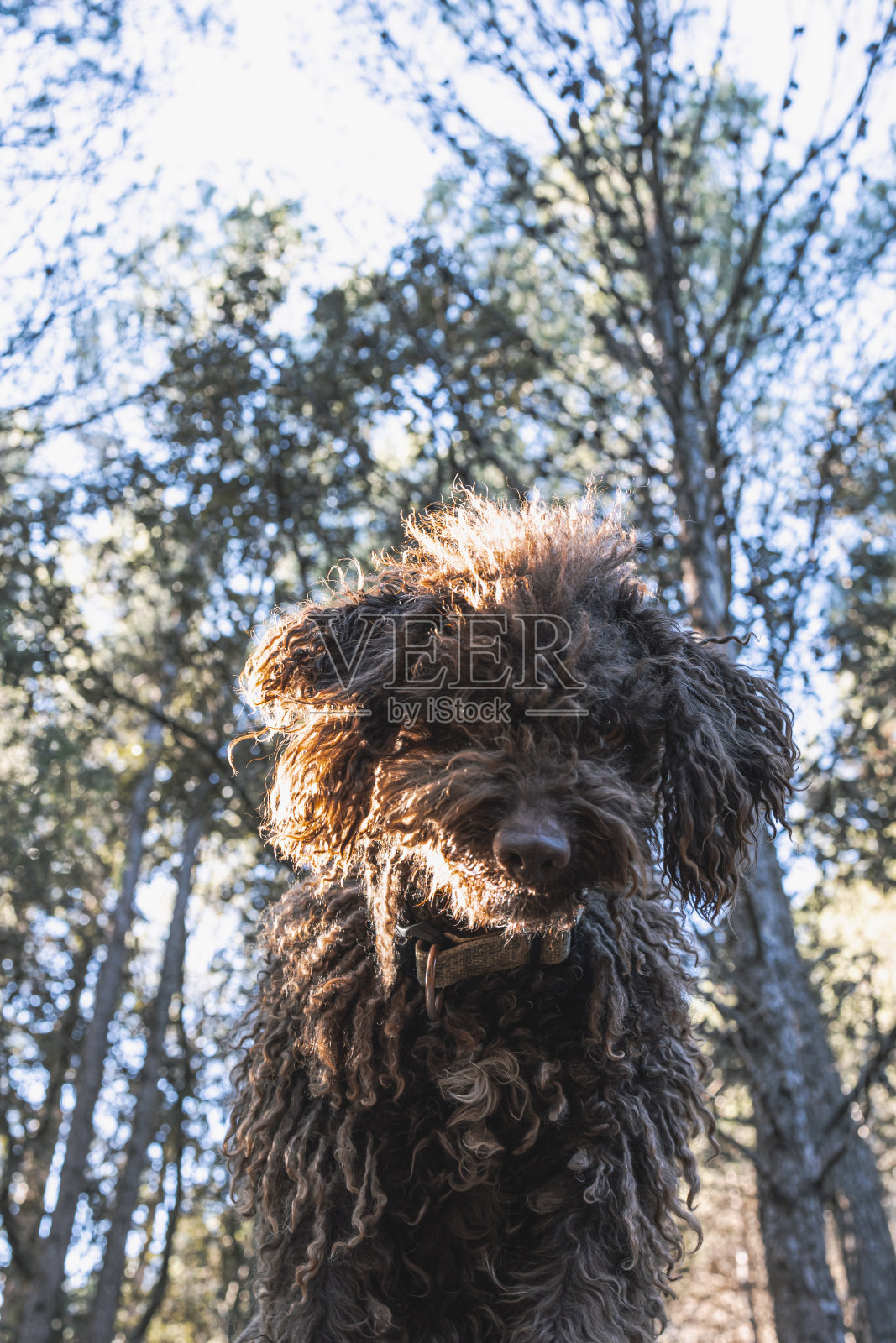 西班牙水犬的肖像照片摄影图片